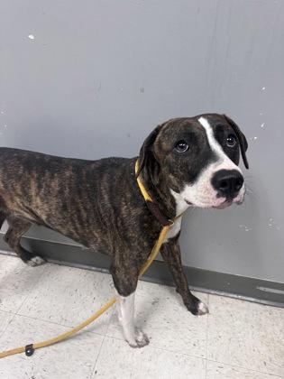Angie, Adoptable, Adult Female Terrier & Mixed Breed.