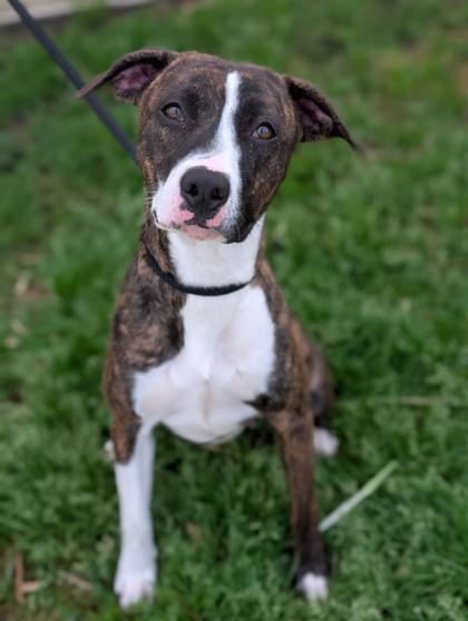 Enlarge Angie, a Adoptable mixed breed in Gulfport, MS image 2/2