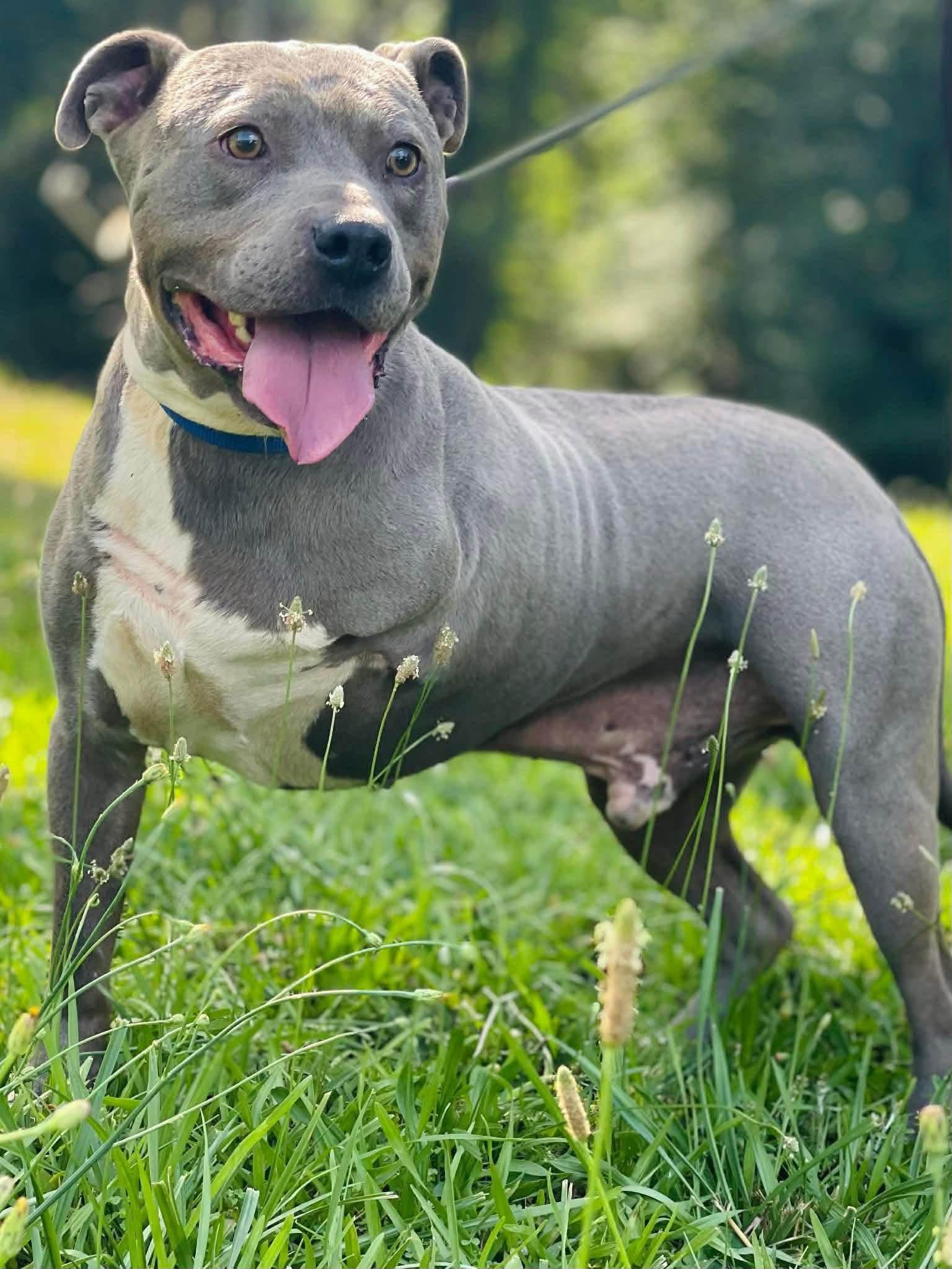 Enlarge Brick, a Adoptable Pit Bull Terrier in Covington, GA image 2/2
