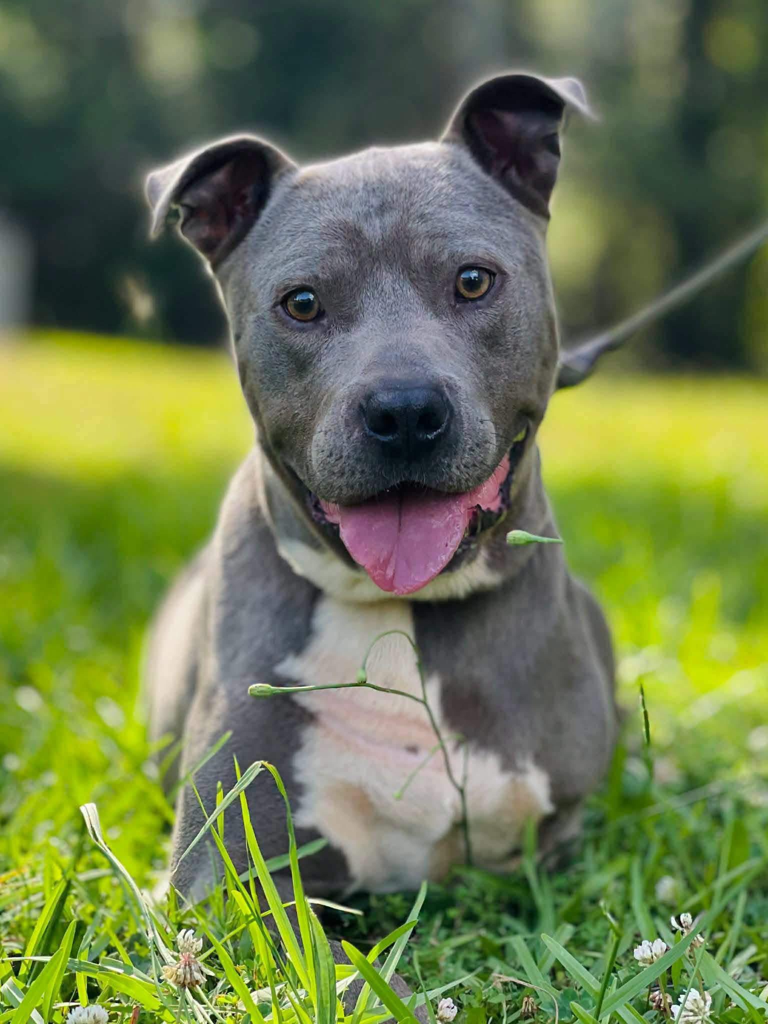 Enlarge Brick, a Adoptable Pit Bull Terrier in Covington, GA image 1/2