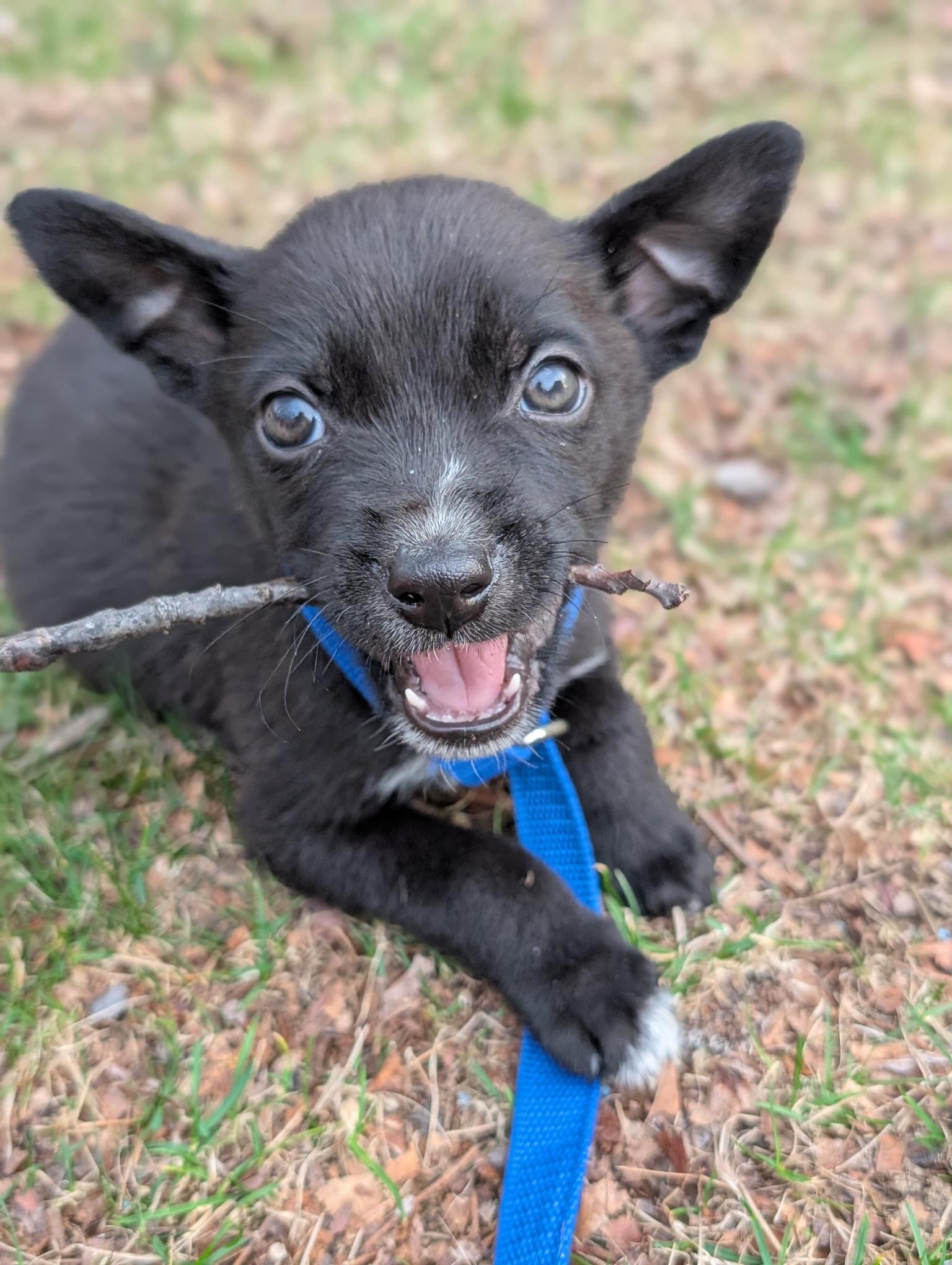 MICKEY, an adopted mixed breed in Guilford, CT image 4/6
