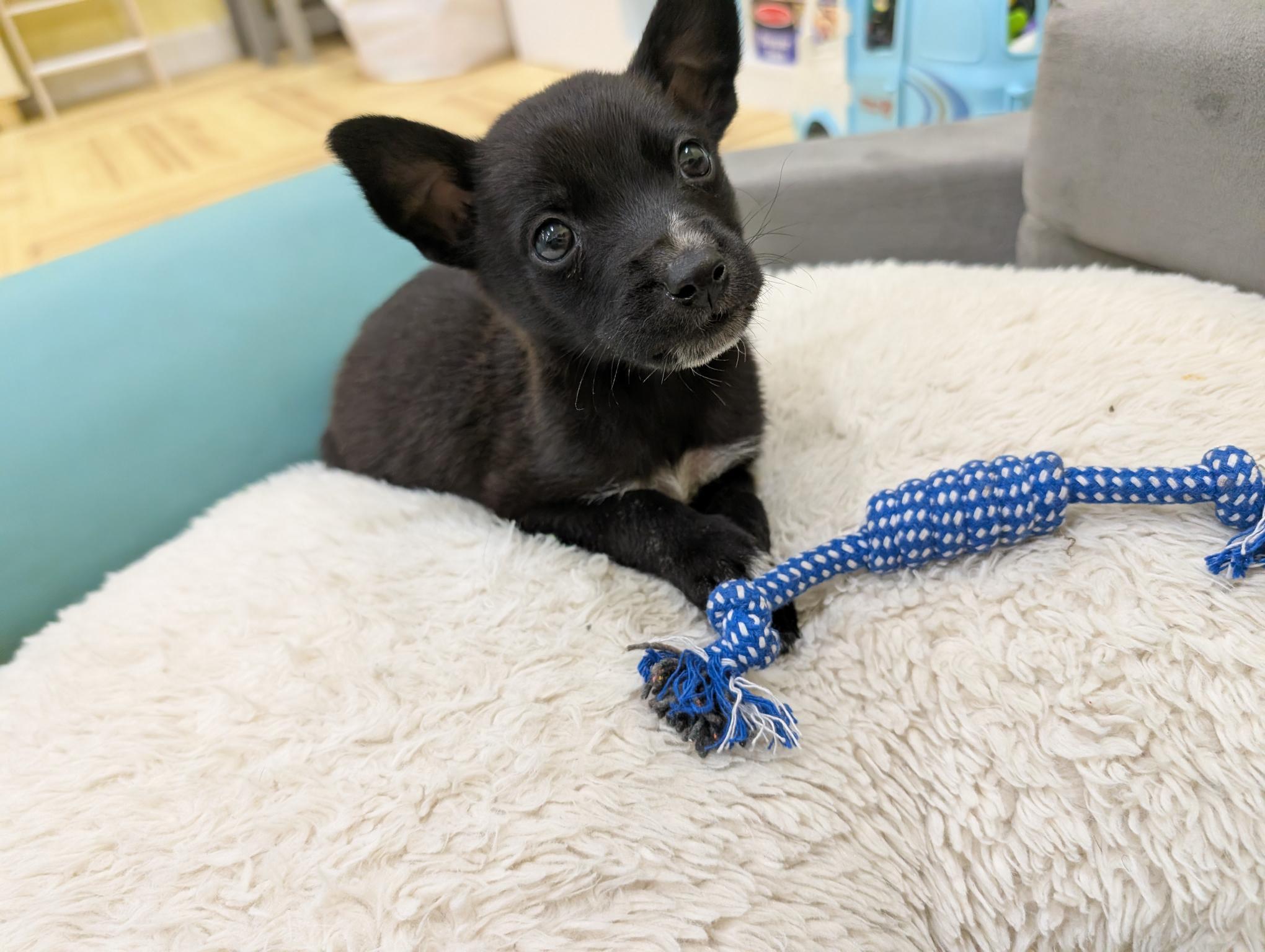 MICKEY, an adopted mixed breed in Guilford, CT image 3/6