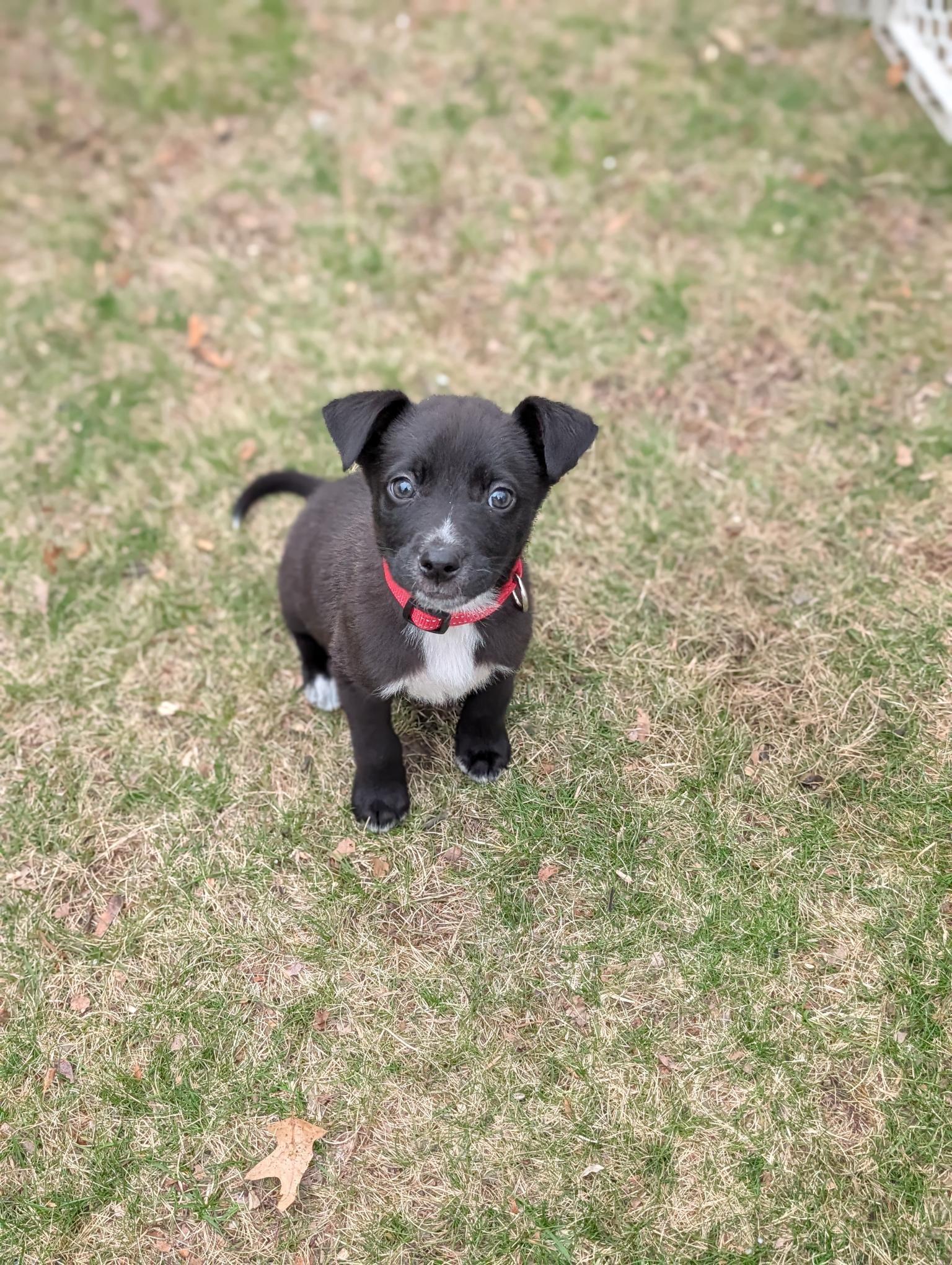 MICKEY, adopted, Puppy Male Mixed Breed.