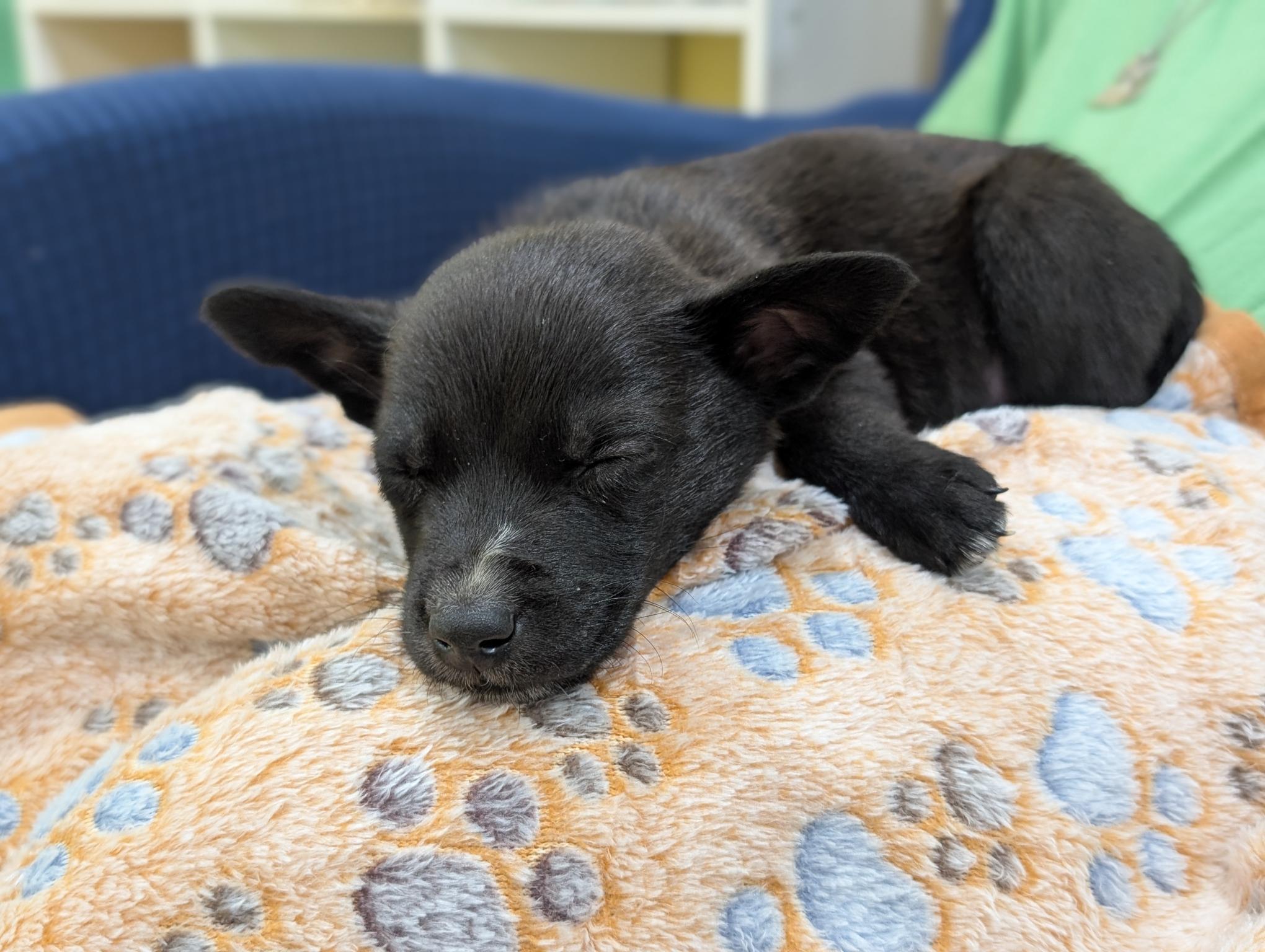 MICKEY, an adopted mixed breed in Guilford, CT image 2/6