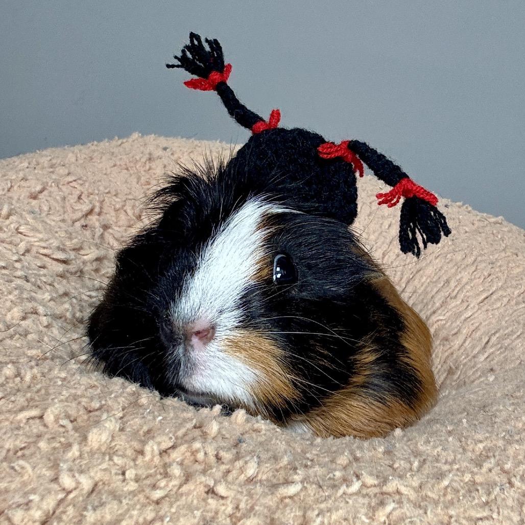 Pippi Longstockings, Adoptable, Adult Female Guinea Pig.