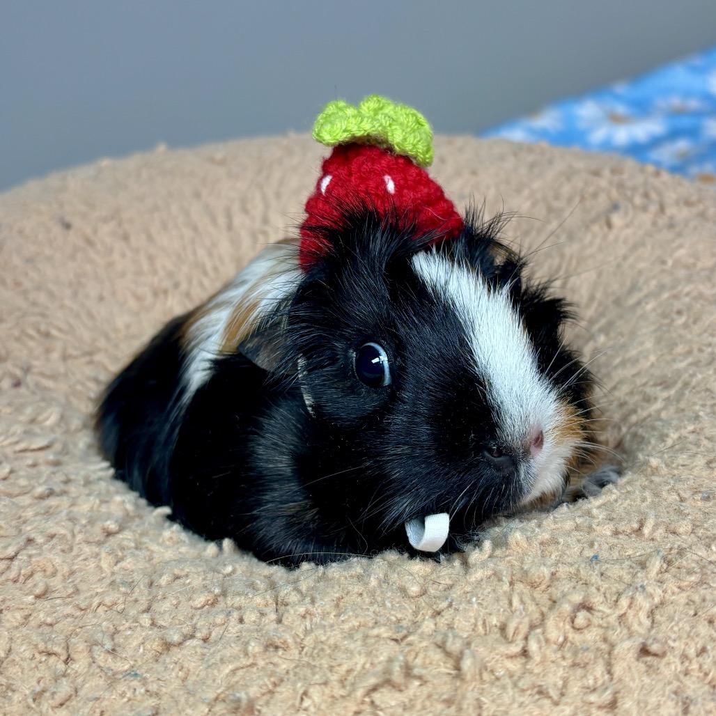 Enlarge Pippi Longstockings, a Adoptable Guinea Pig in Glenwood Springs, CO image 2/5