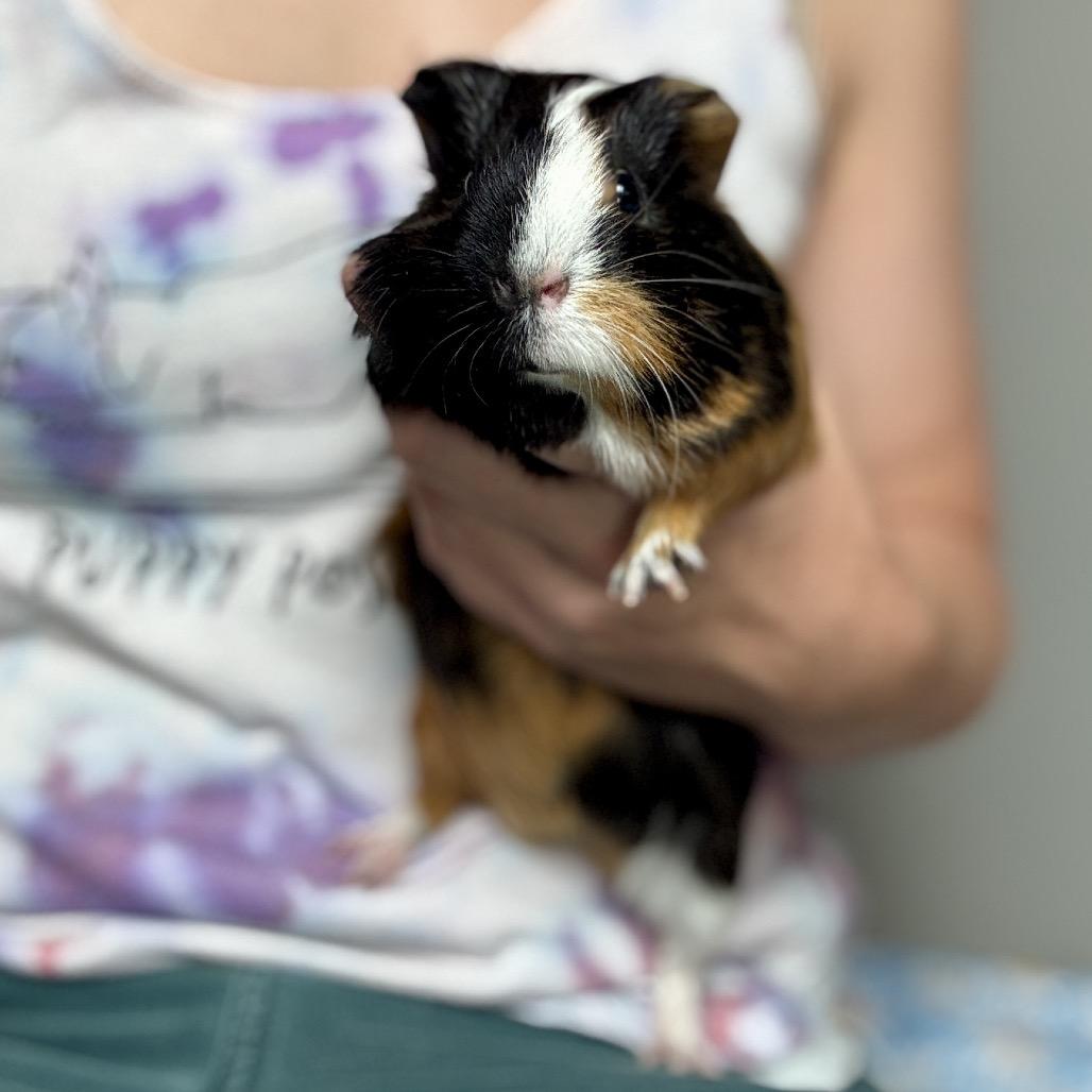 Enlarge Pippi Longstockings, a Adoptable Guinea Pig in Glenwood Springs, CO image 3/5