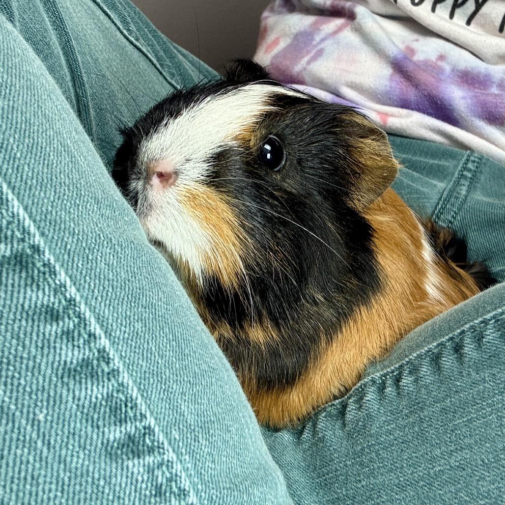 Enlarge Pippi Longstockings, a Adoptable Guinea Pig in Glenwood Springs, CO image 4/5