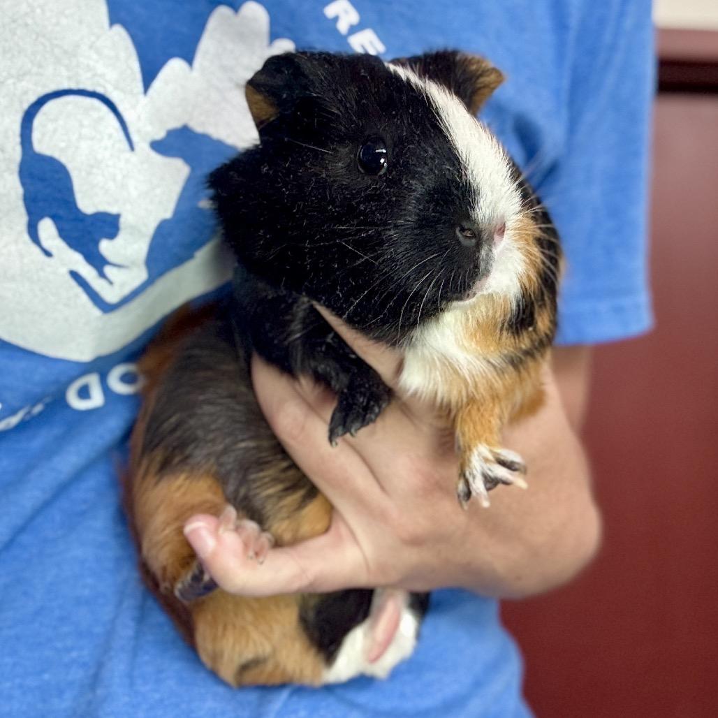 Pippi Longstockings, a Adoptable Guinea Pig in Glenwood Springs, CO image 5/6