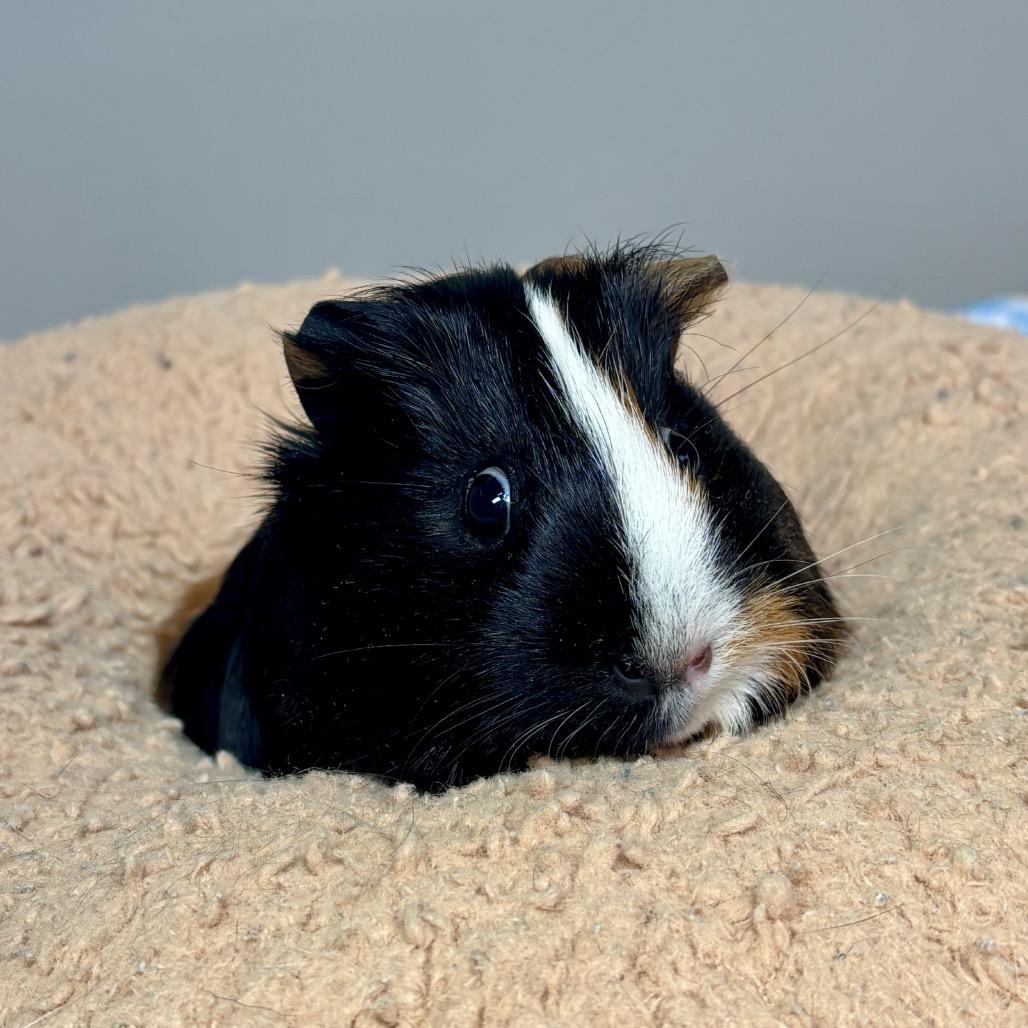 Enlarge Pippi Longstockings, a Adoptable Guinea Pig in Glenwood Springs, CO image 5/5