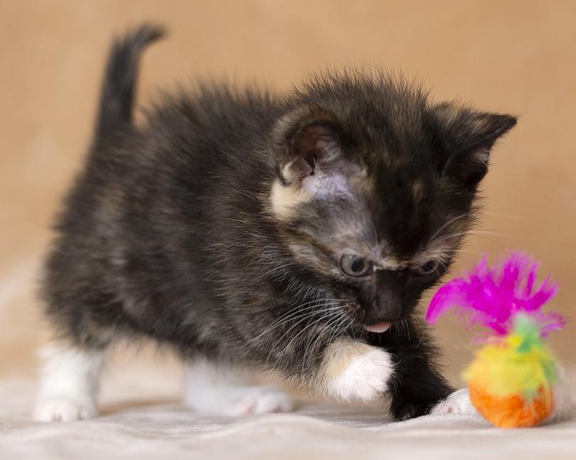 Miru, ADOPTABLE, Kitten Female Tortoiseshell.