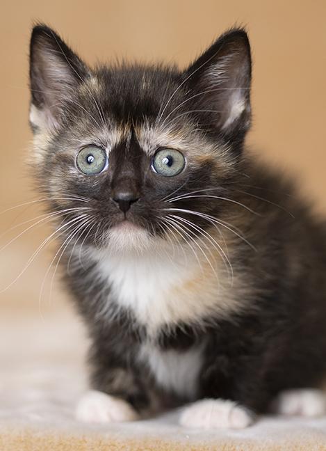 Enlarge Miru, a ADOPTABLE Tortoiseshell in Chicago, IL image 4/4