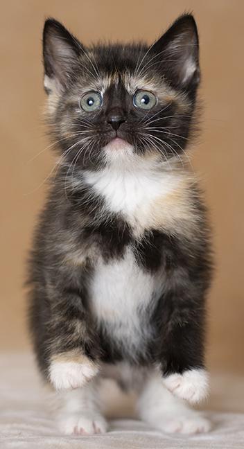 Enlarge Miru, a ADOPTABLE Tortoiseshell in Chicago, IL image 3/4