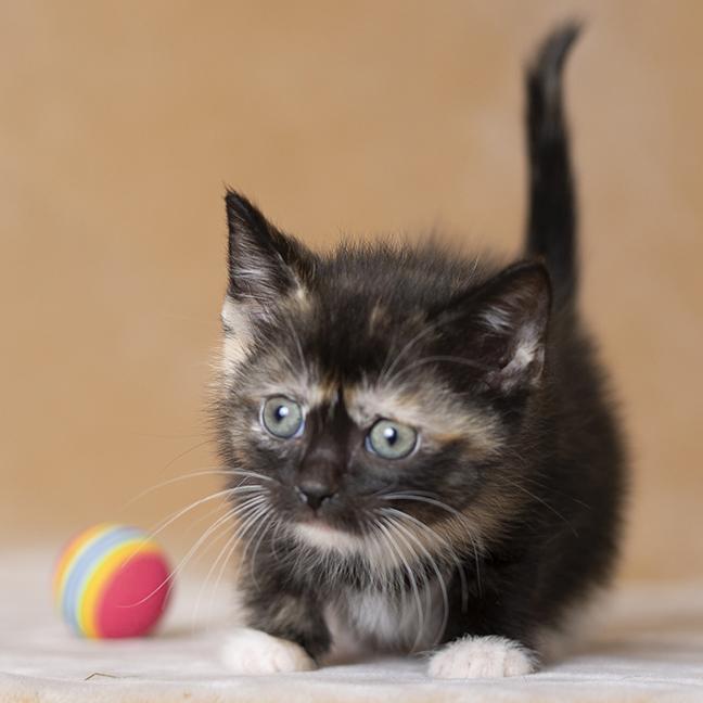 Enlarge Miru, a ADOPTABLE Tortoiseshell in Chicago, IL image 2/4