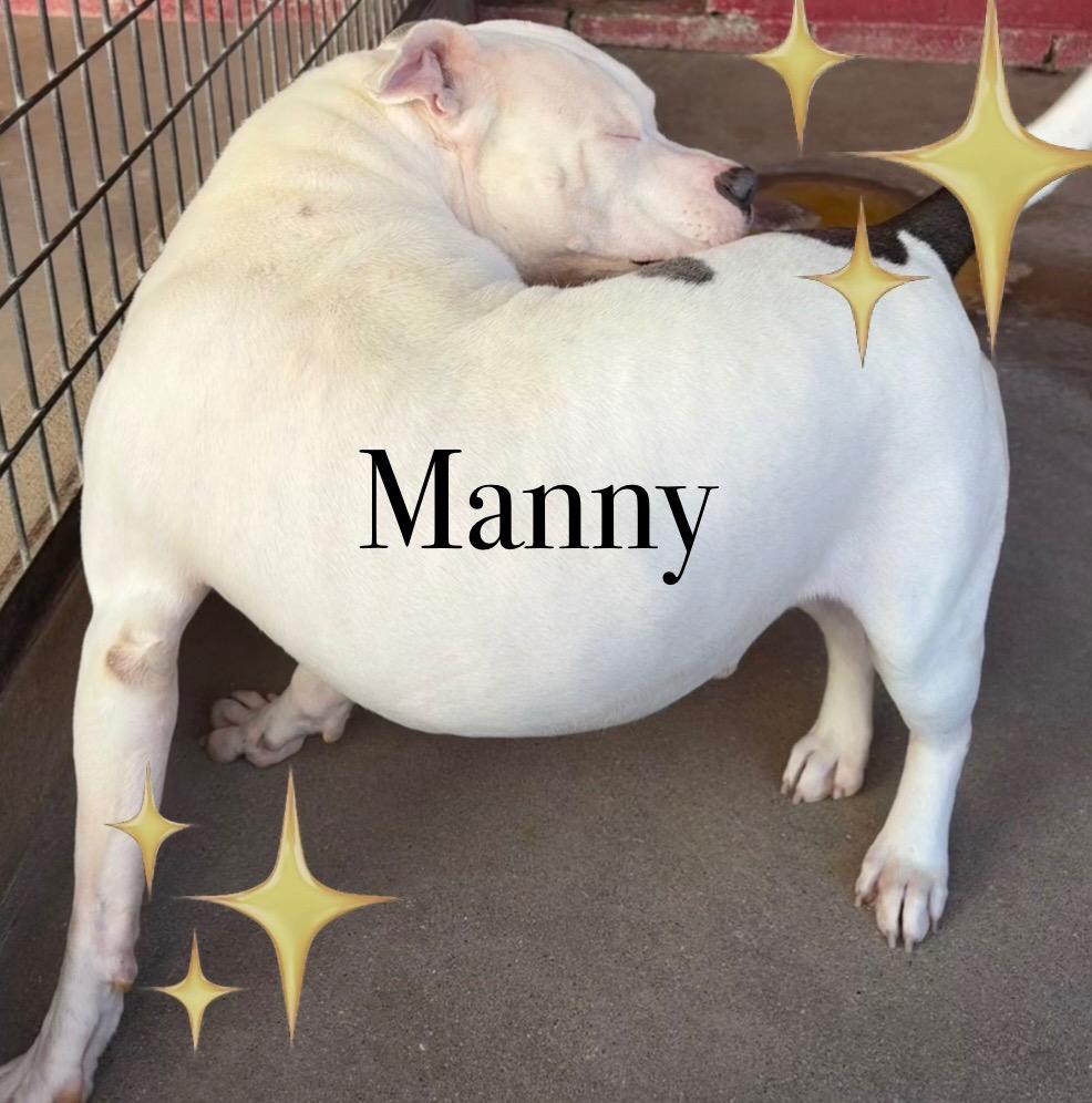 Manny, a Adoptable Pit Bull Terrier in Ada, OK image 1/5