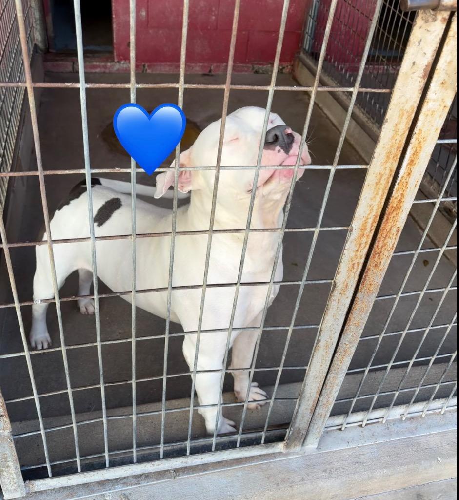 Manny, a Adoptable Pit Bull Terrier in Ada, OK image 2/5