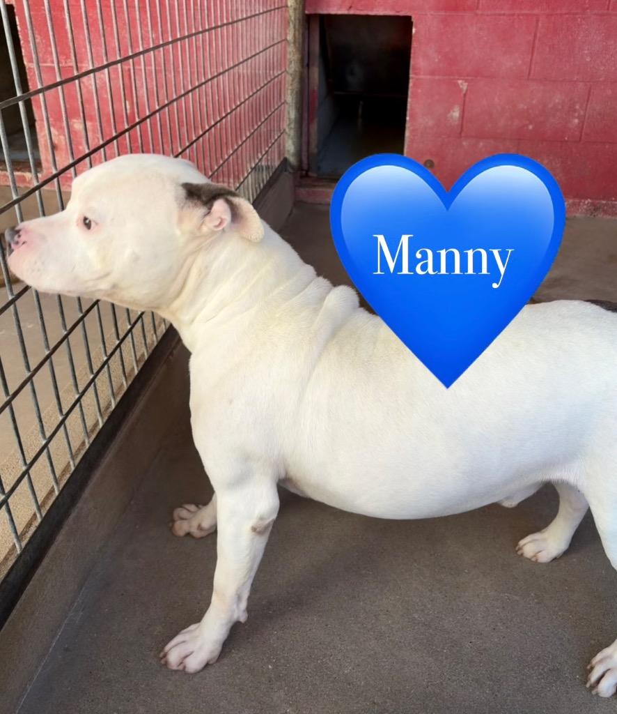 Manny, a Adoptable Pit Bull Terrier in Ada, OK image 3/5