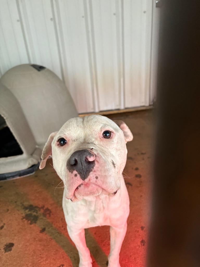Manny, a Adoptable Pit Bull Terrier in Ada, OK image 4/5
