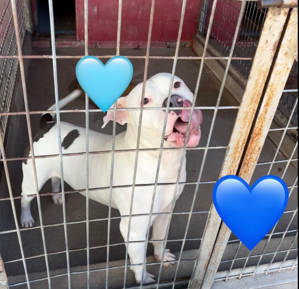 Manny, a Adoptable Pit Bull Terrier in Ada, OK image 5/5