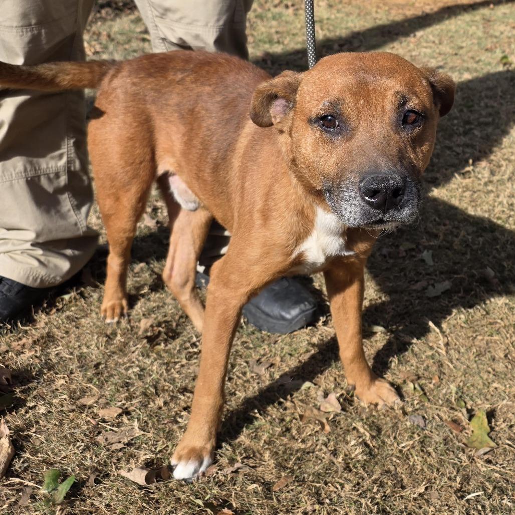 Hobbs, a Adoptable mixed breed in Denison, TX image 1/4