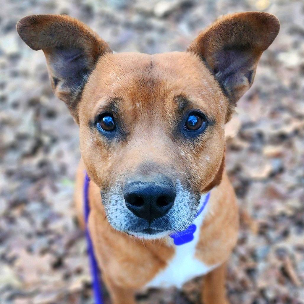 Hobbs, a Adoptable mixed breed in Denison, TX image 2/4