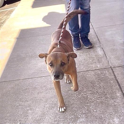 Hobbs, a Adoptable mixed breed in Denison, TX image 3/4