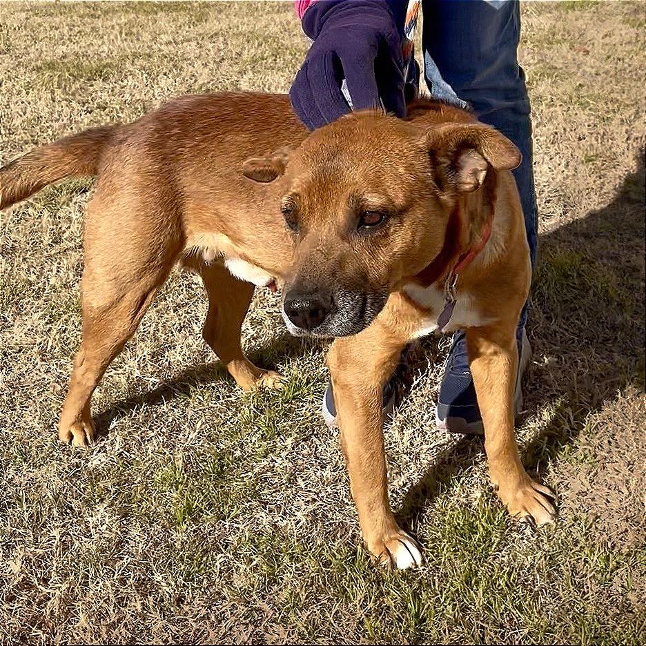 Hobbs, a Adoptable mixed breed in Denison, TX image 4/4