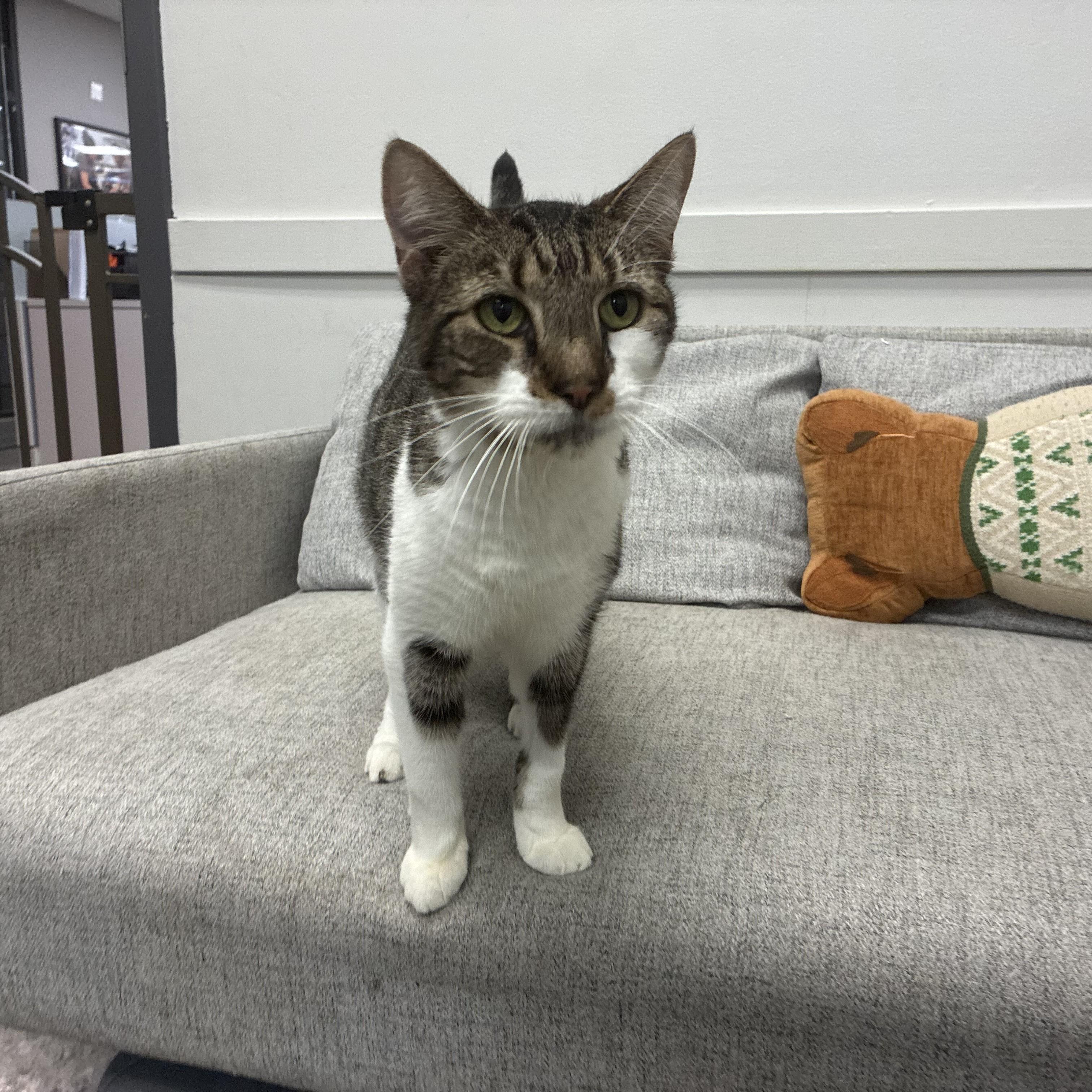 Enlarge Bentley, a Adoptable Domestic Medium Hair in Columbus, OH image 2/6