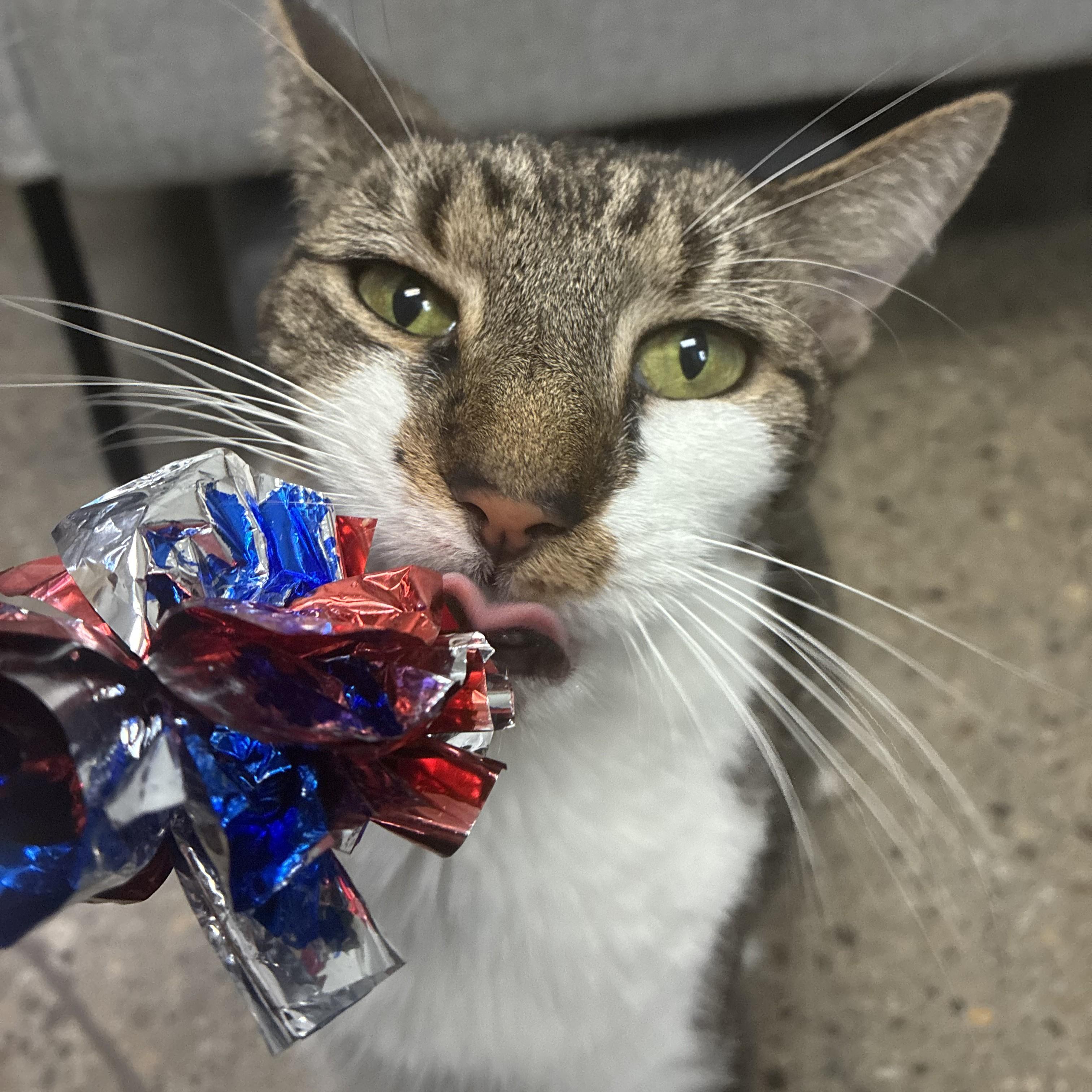 Enlarge Bentley, a Adoptable Domestic Medium Hair in Columbus, OH image 3/6