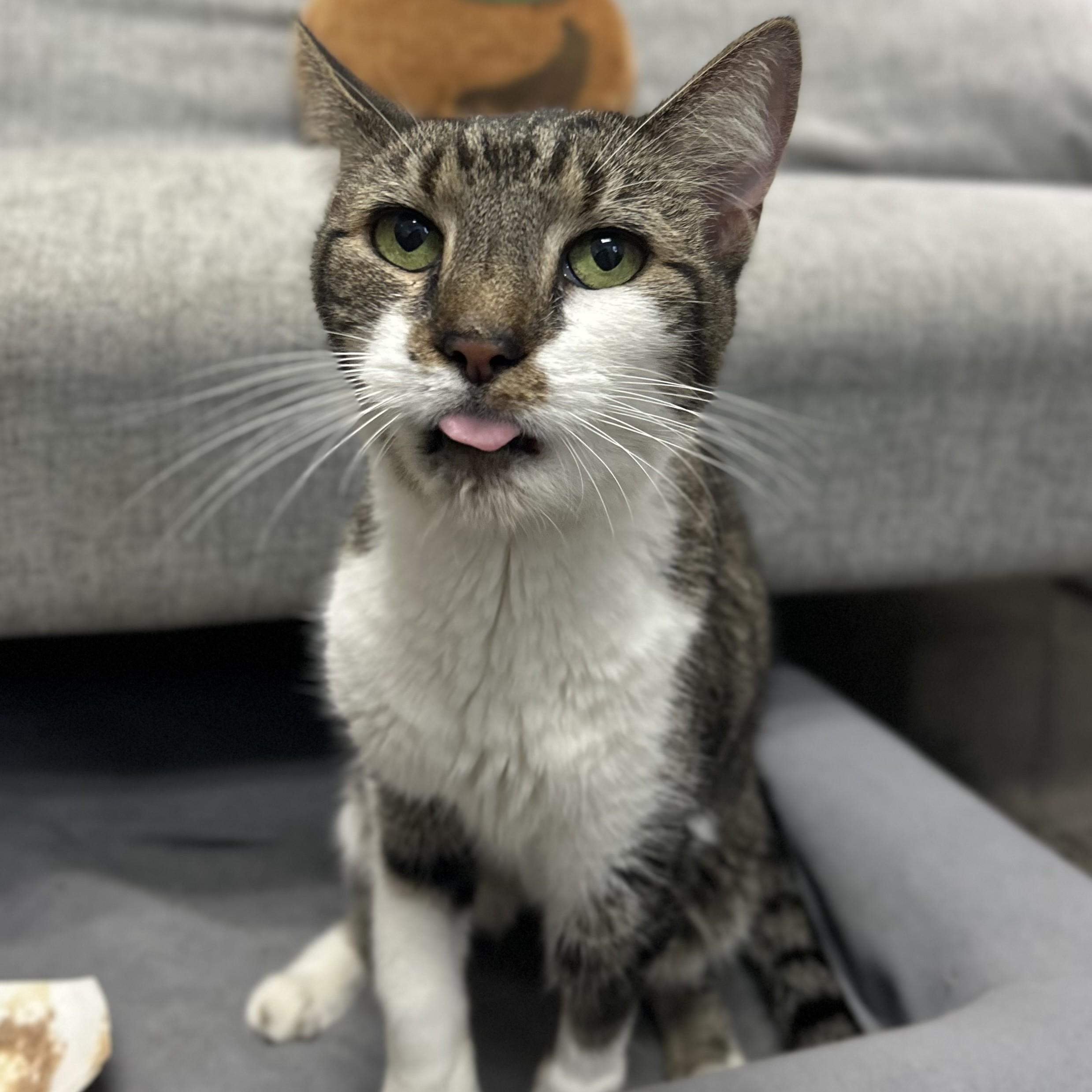 Enlarge Bentley, a Adoptable Domestic Medium Hair in Columbus, OH image 5/6