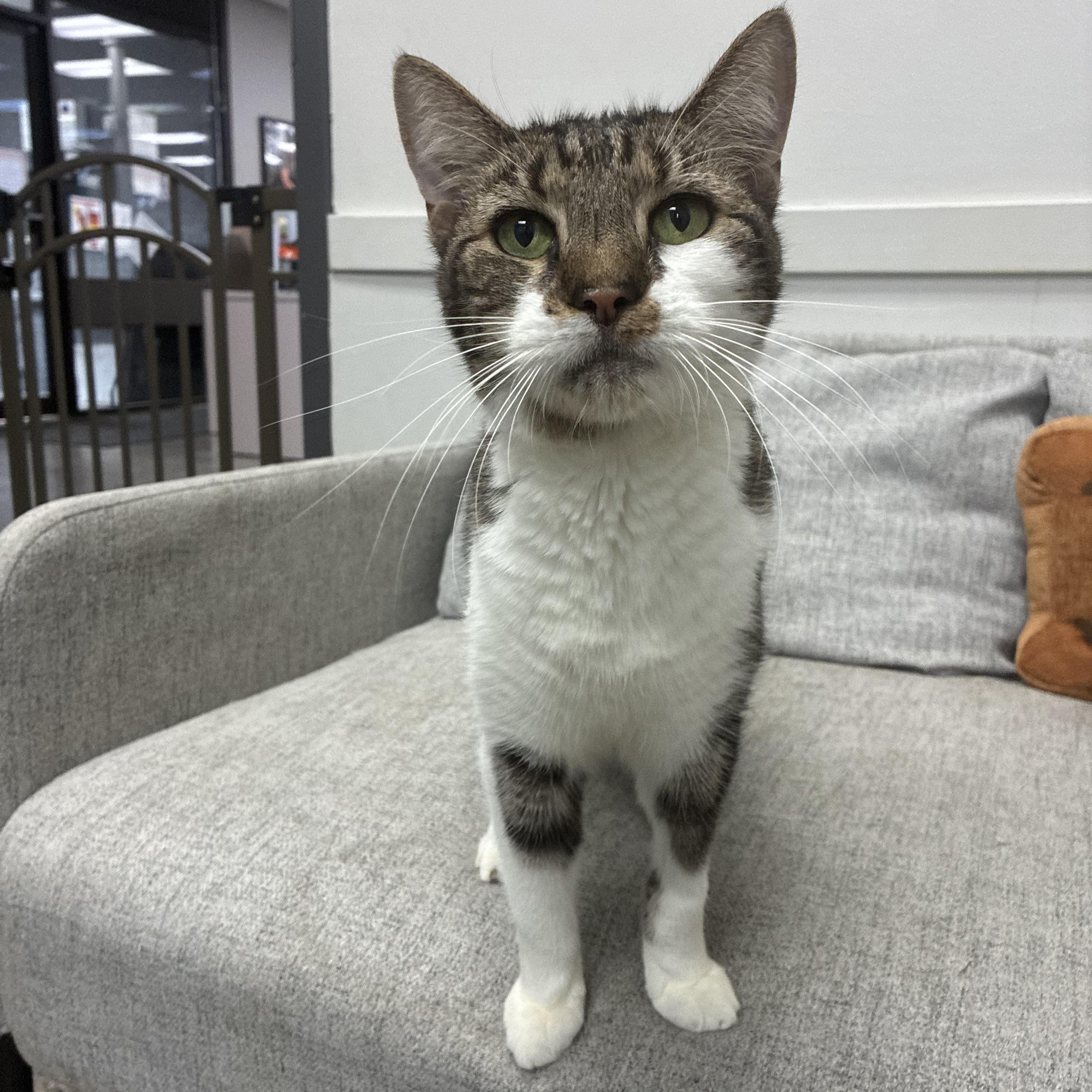 Enlarge Bentley, a Adoptable Domestic Medium Hair in Columbus, OH image 1/6