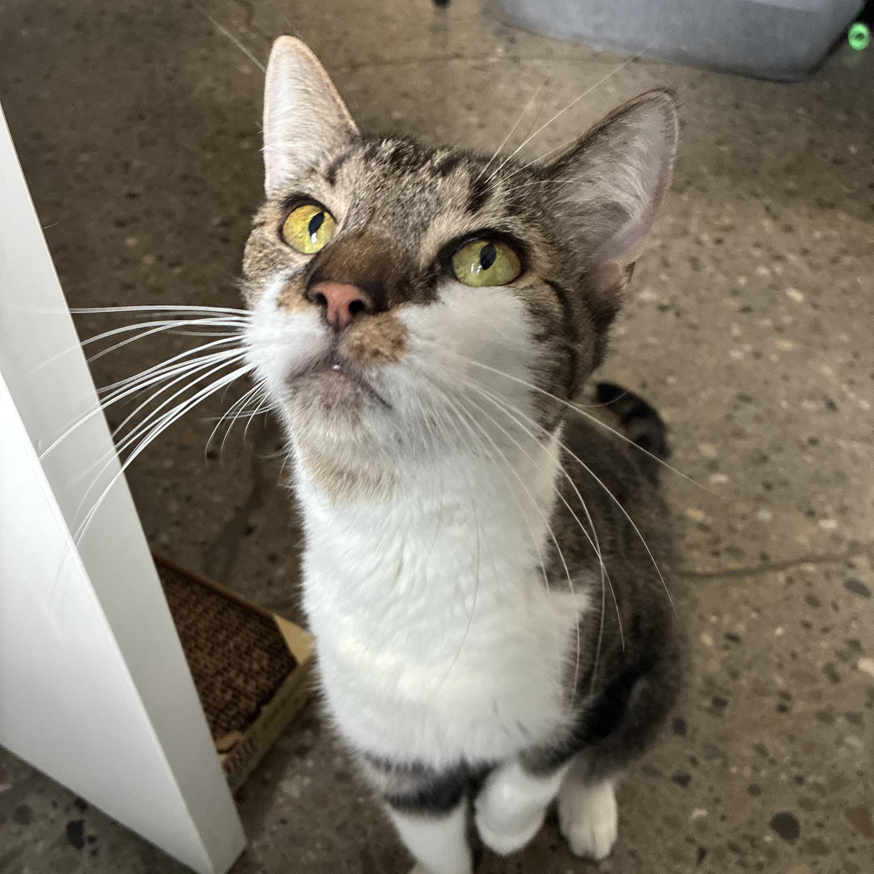 Enlarge Bentley, a Adoptable Domestic Medium Hair in Columbus, OH image 4/6