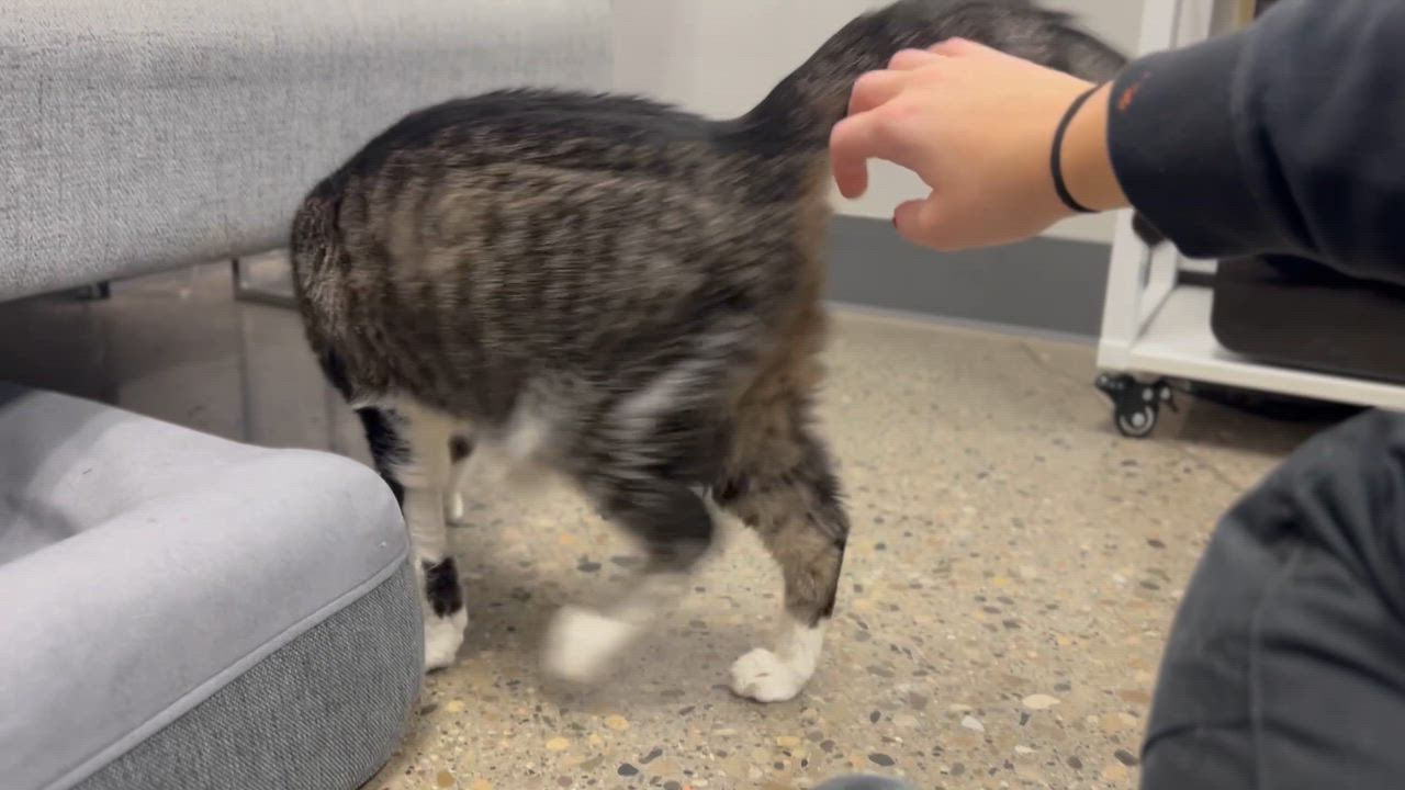 Enlarge Bentley, a Adoptable Domestic Medium Hair in Columbus, OH video 6/6
