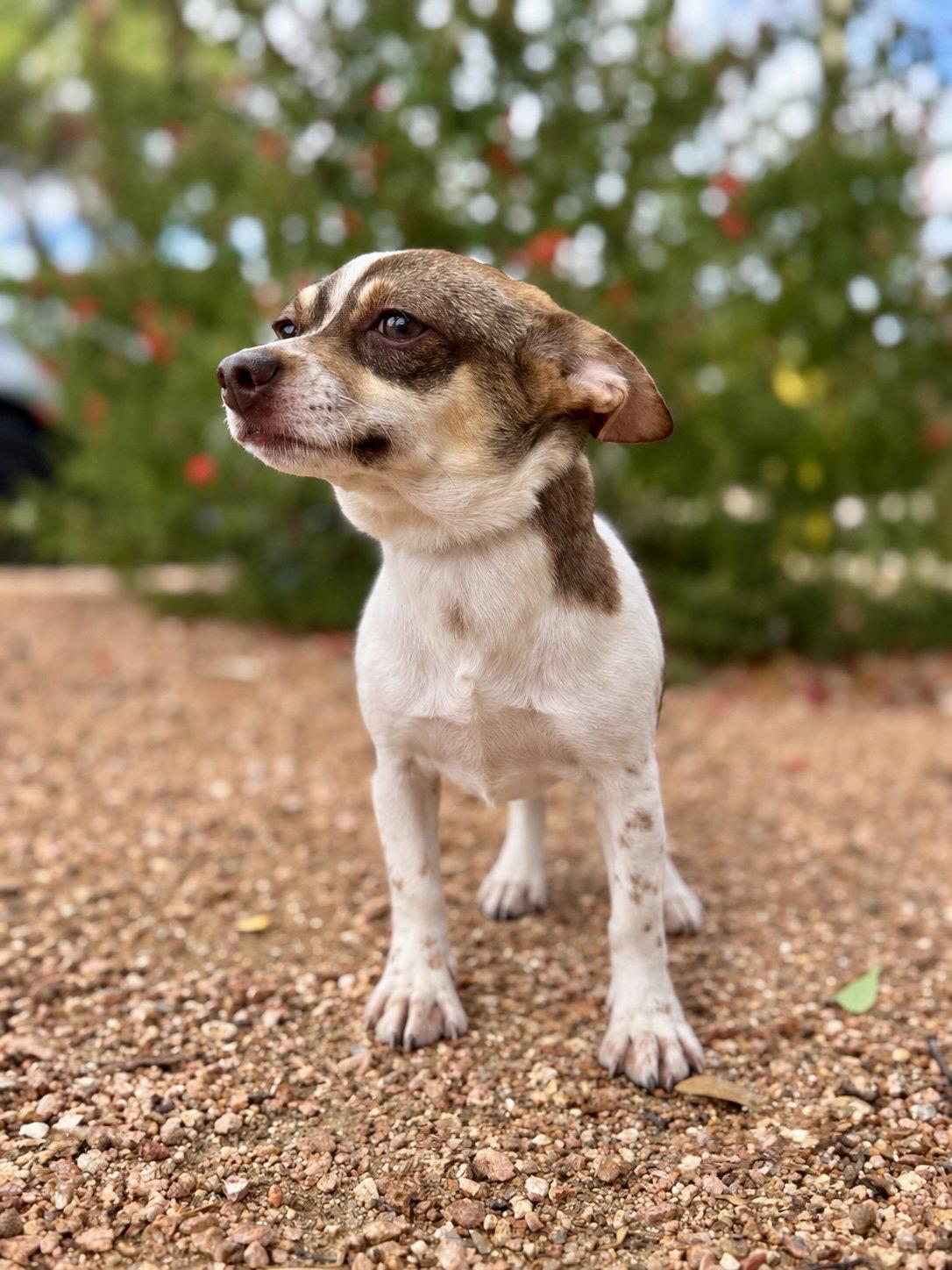 Millie, Adoptable, Young Female Chihuahua & Dachshund.