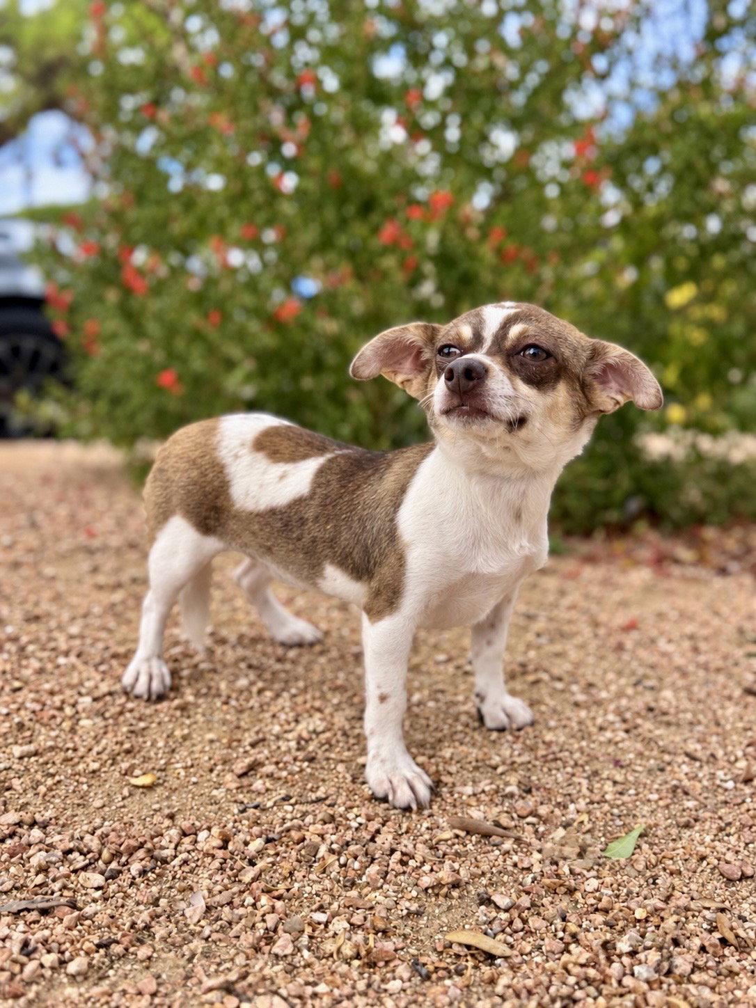 Enlarge Millie, a Adoptable mixed breed in Helotes, TX image 2/3