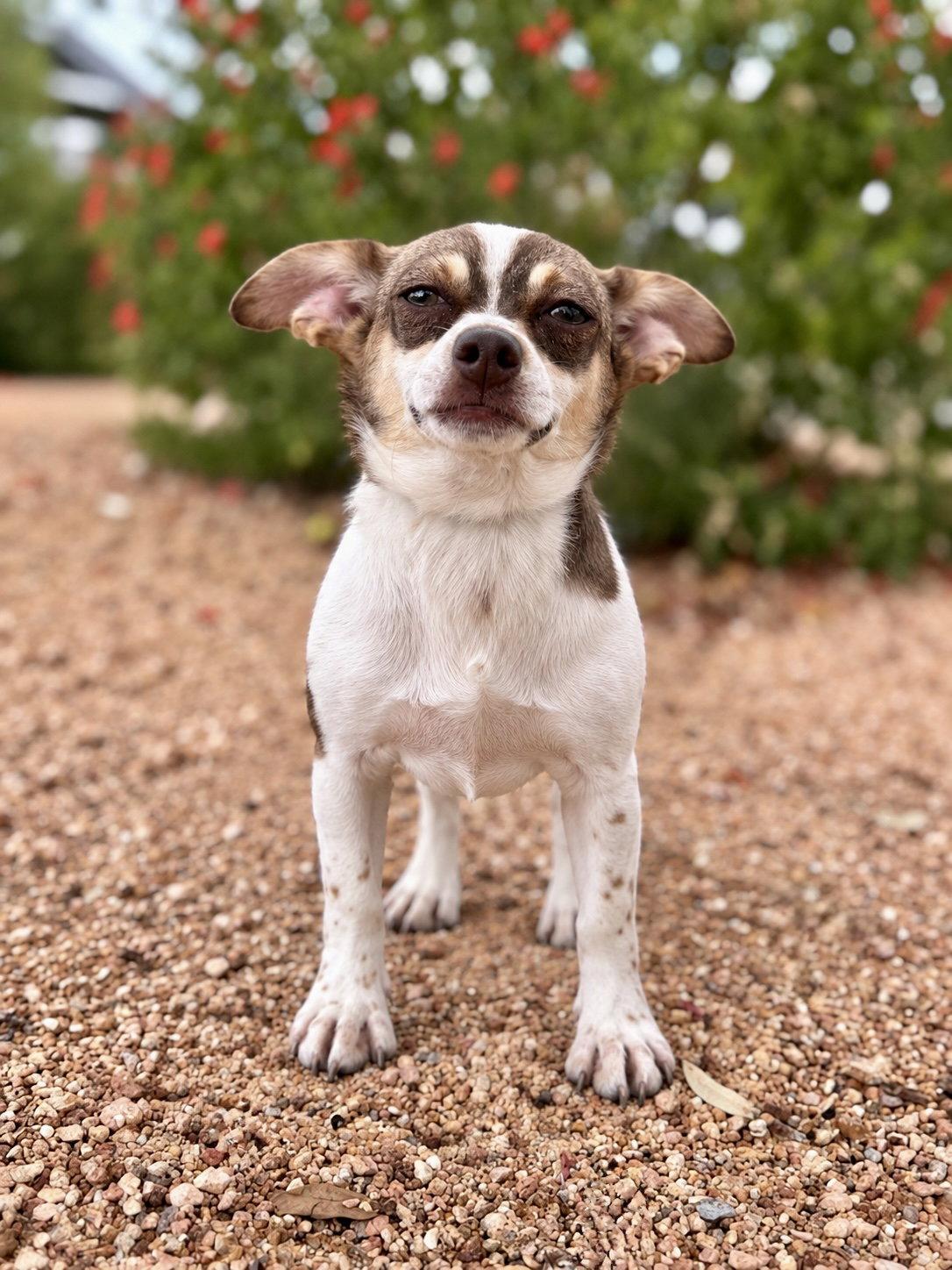 Enlarge Millie, a Adoptable mixed breed in Helotes, TX image 3/3