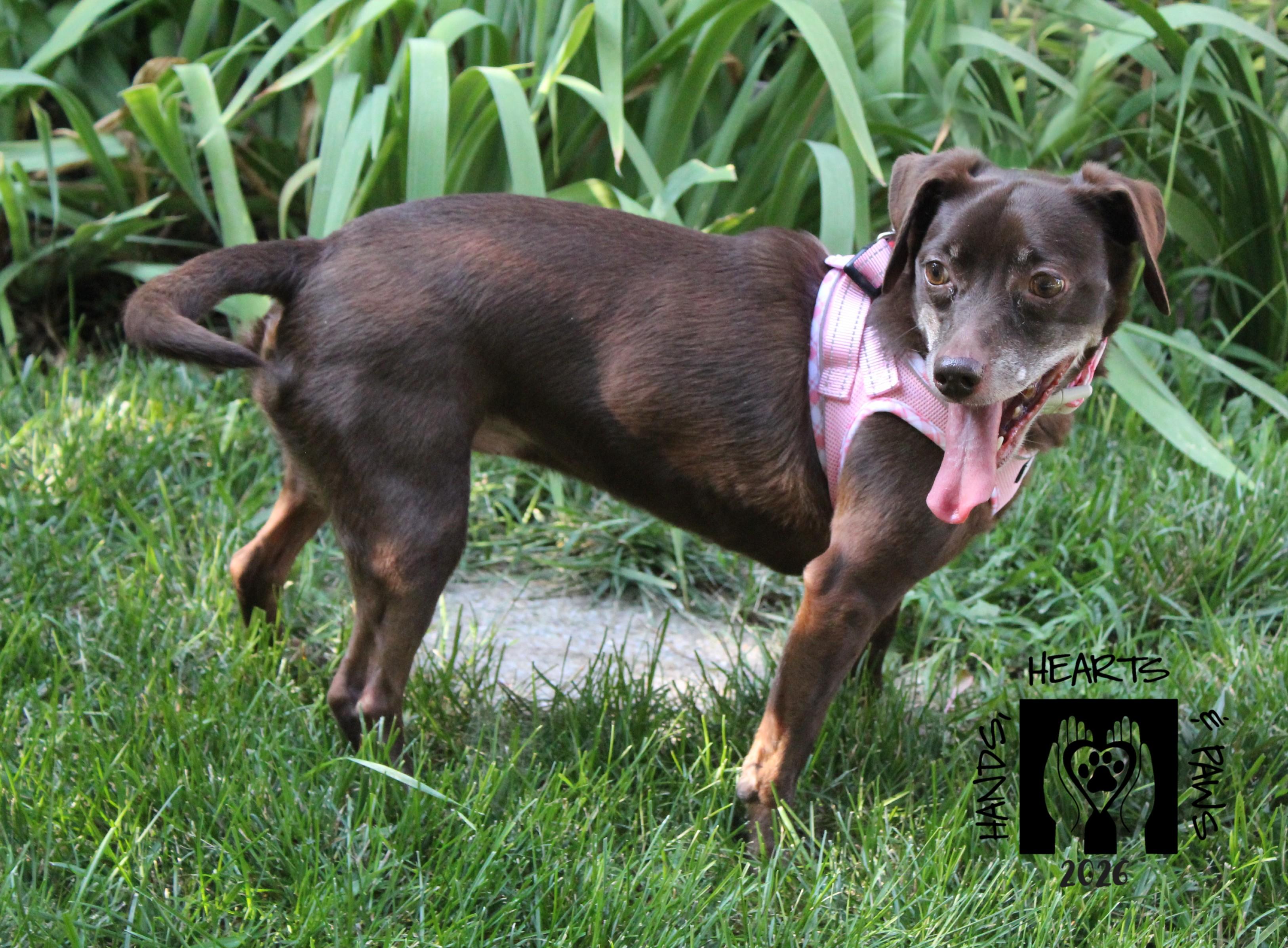 Vitani, adoptable, Senior Female Pug & Chihuahua.
