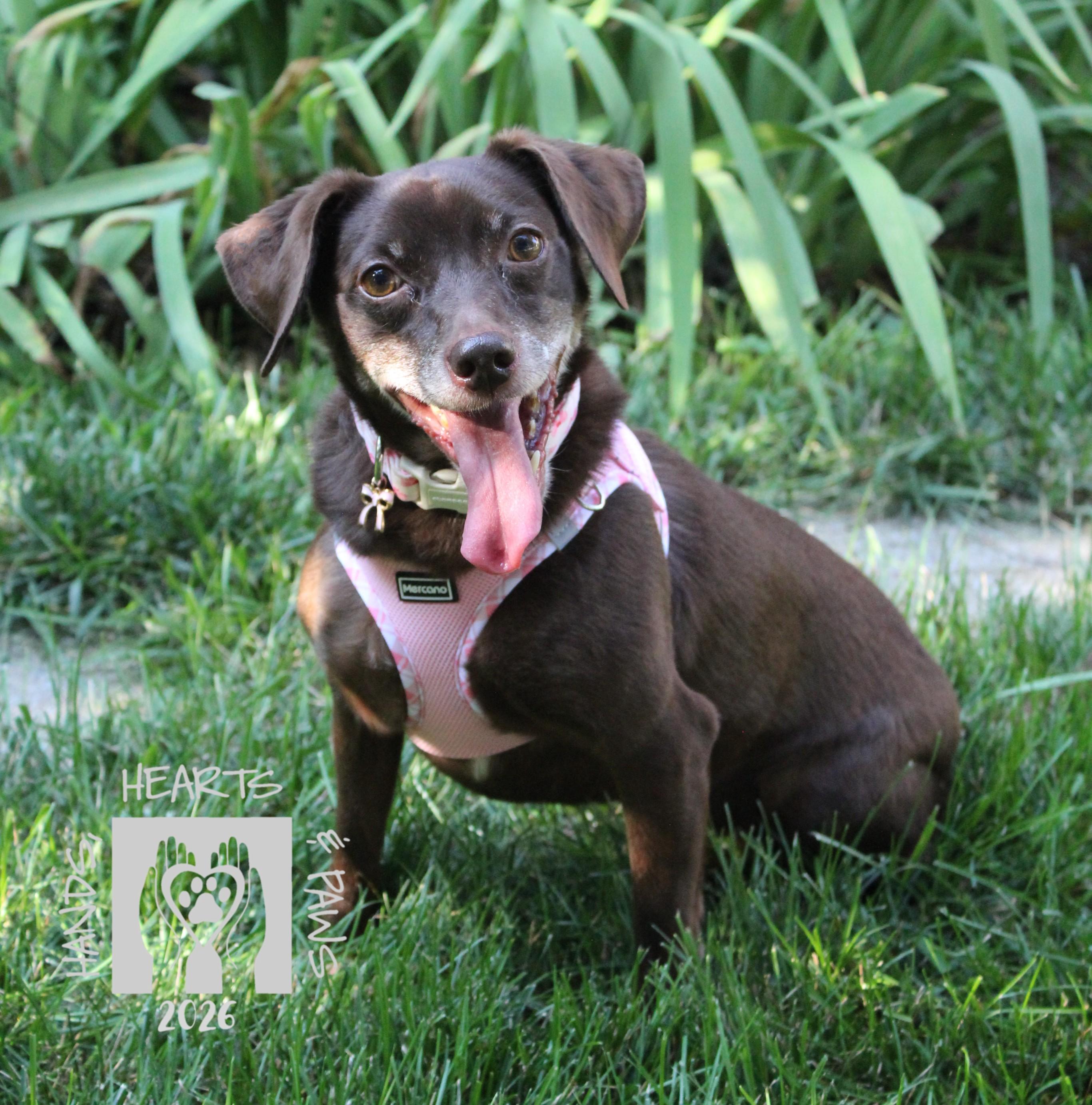 Vitani, an adoptable mixed breed in Omaha, NE image 2/2