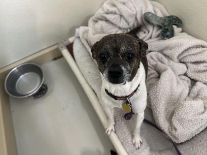 Pebbles, ADOPTABLE, Young Female Mixed Breed.