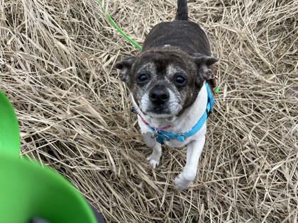 Pebbles, a ADOPTABLE Mixed Breed in Missoula, MT image 2/2