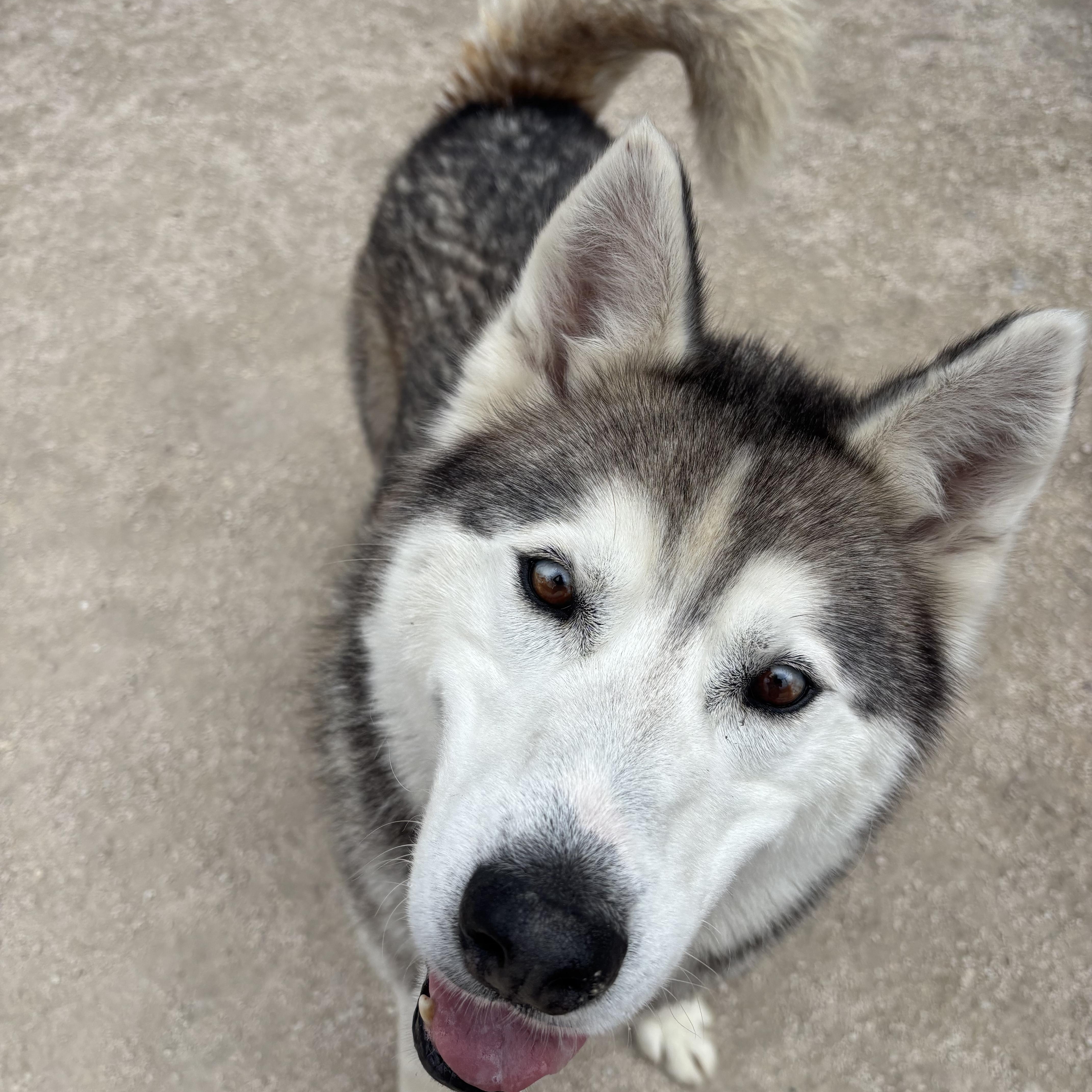 Bear, an adoptable mixed breed in Winnipeg, MB image 2/3