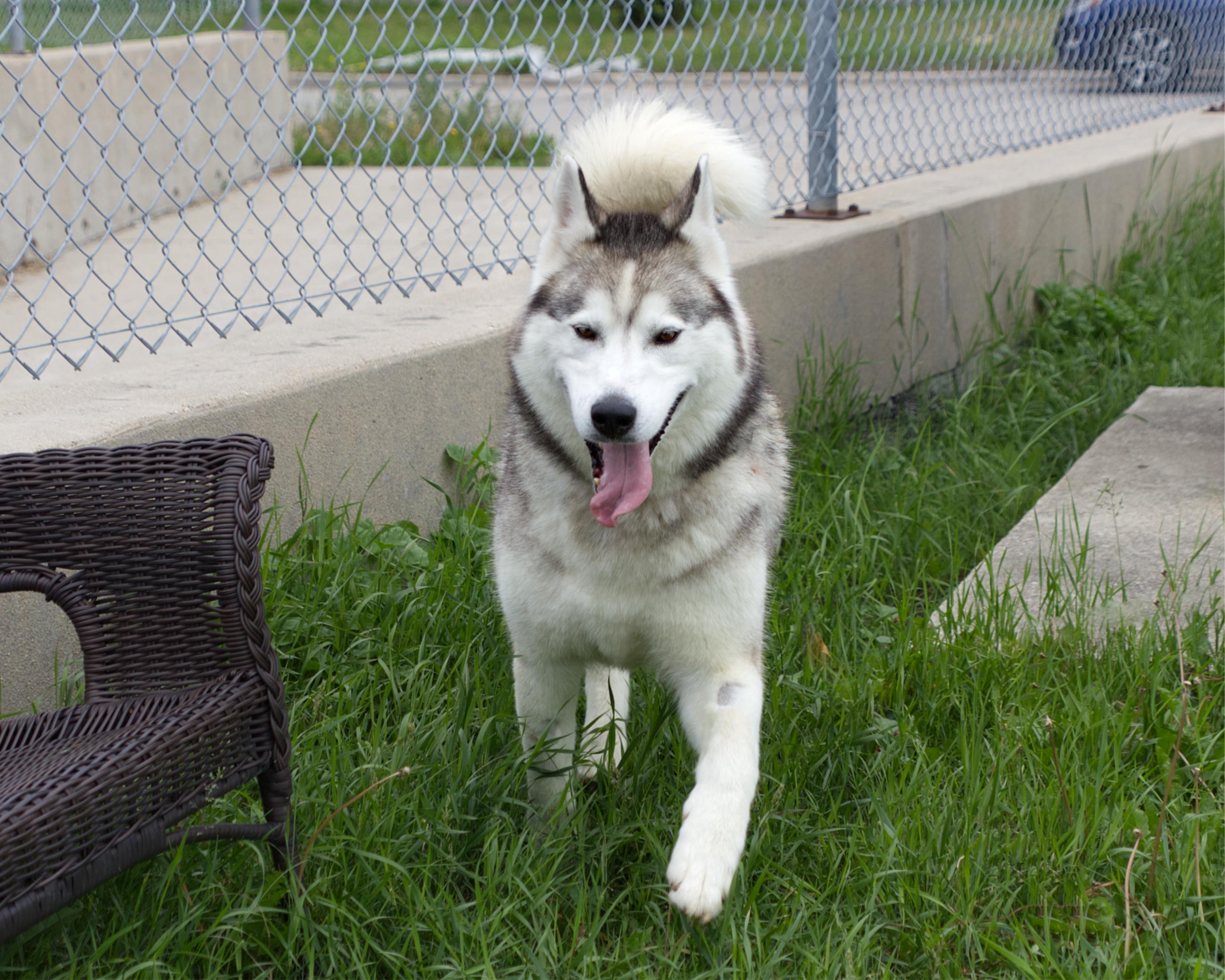 Enlarge Bear, an adoption pending mixed breed in Winnipeg, MB image 5/6