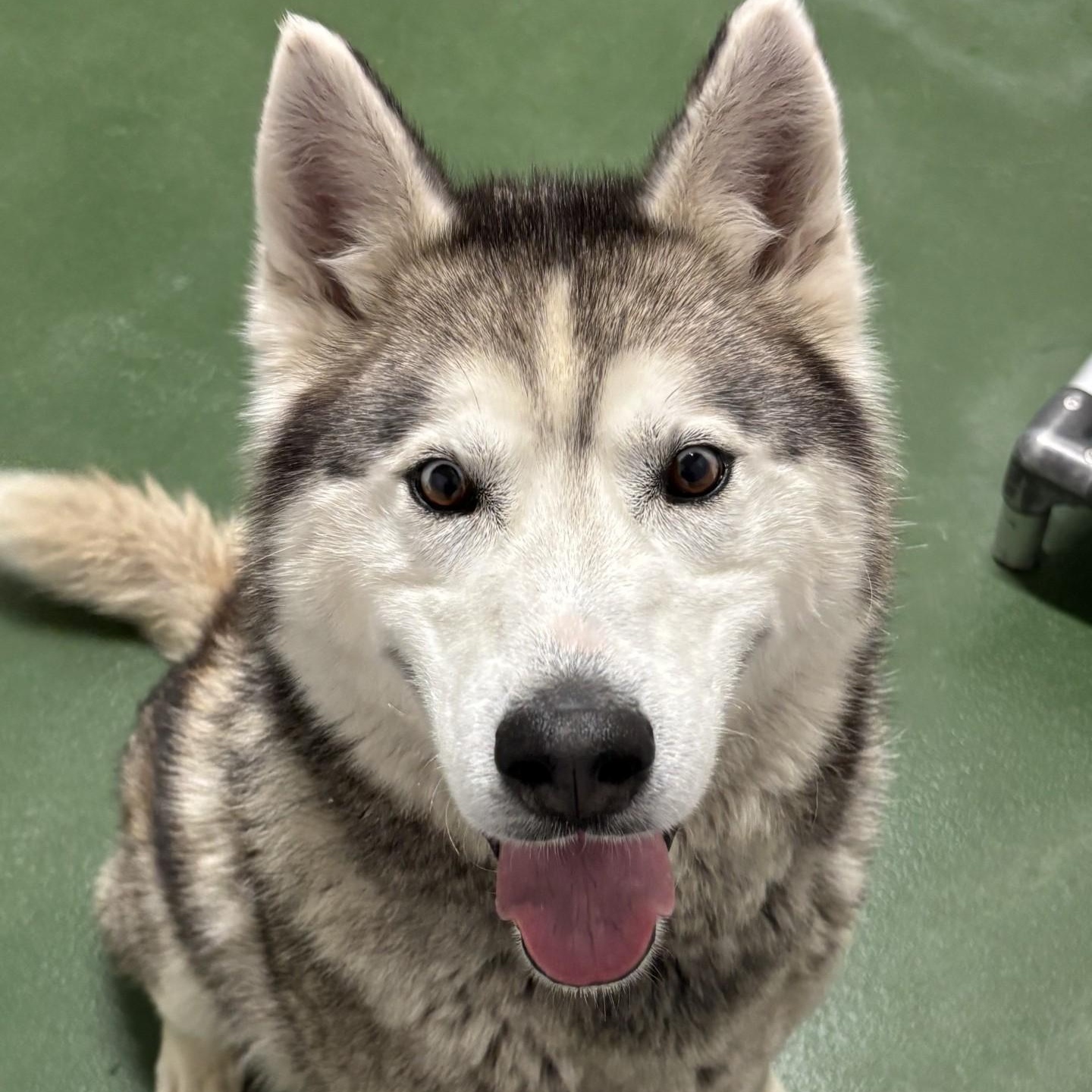 Enlarge Bear, an adoption pending mixed breed in Winnipeg, MB image 4/6