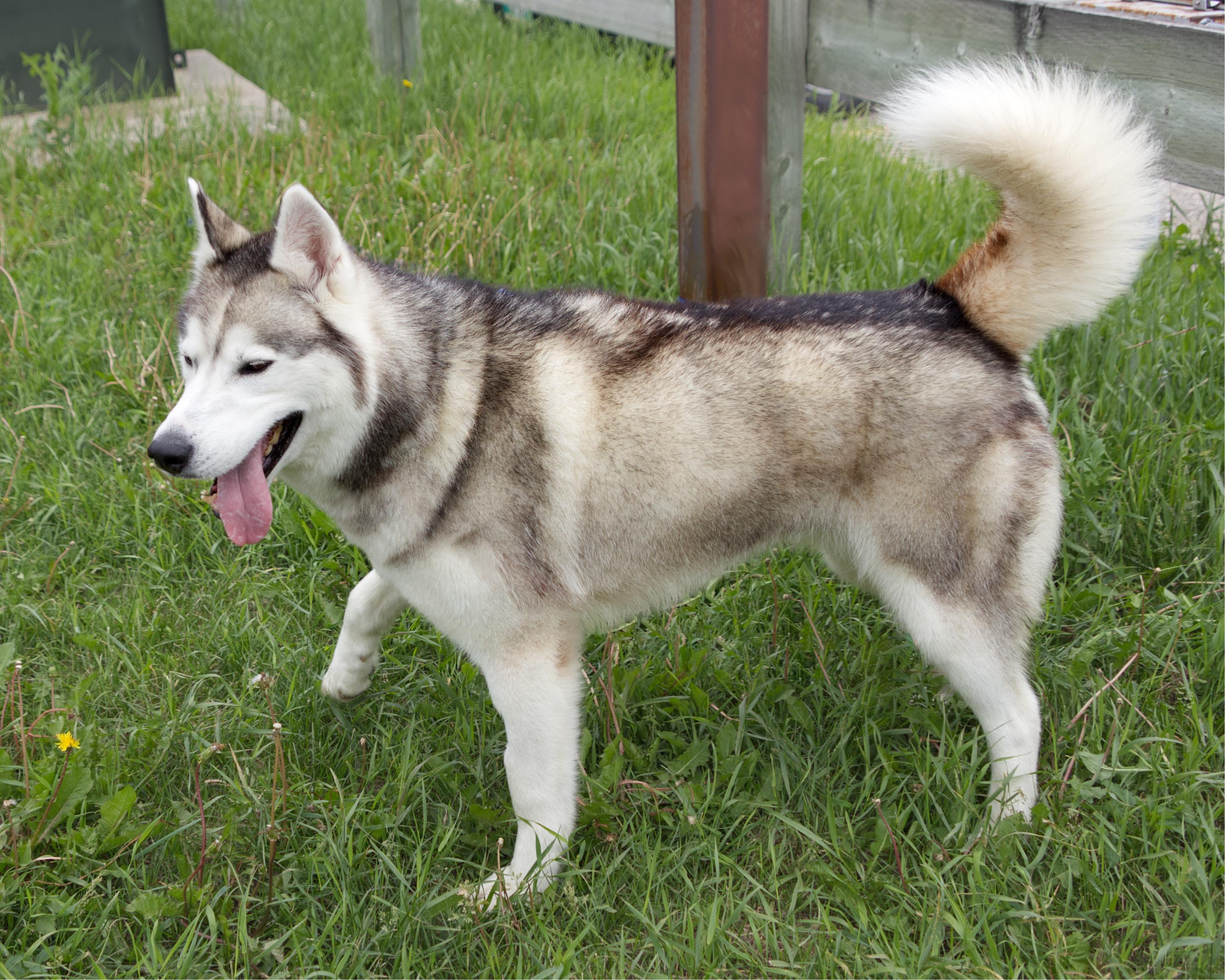 Enlarge Bear, an adoption pending mixed breed in Winnipeg, MB image 6/6