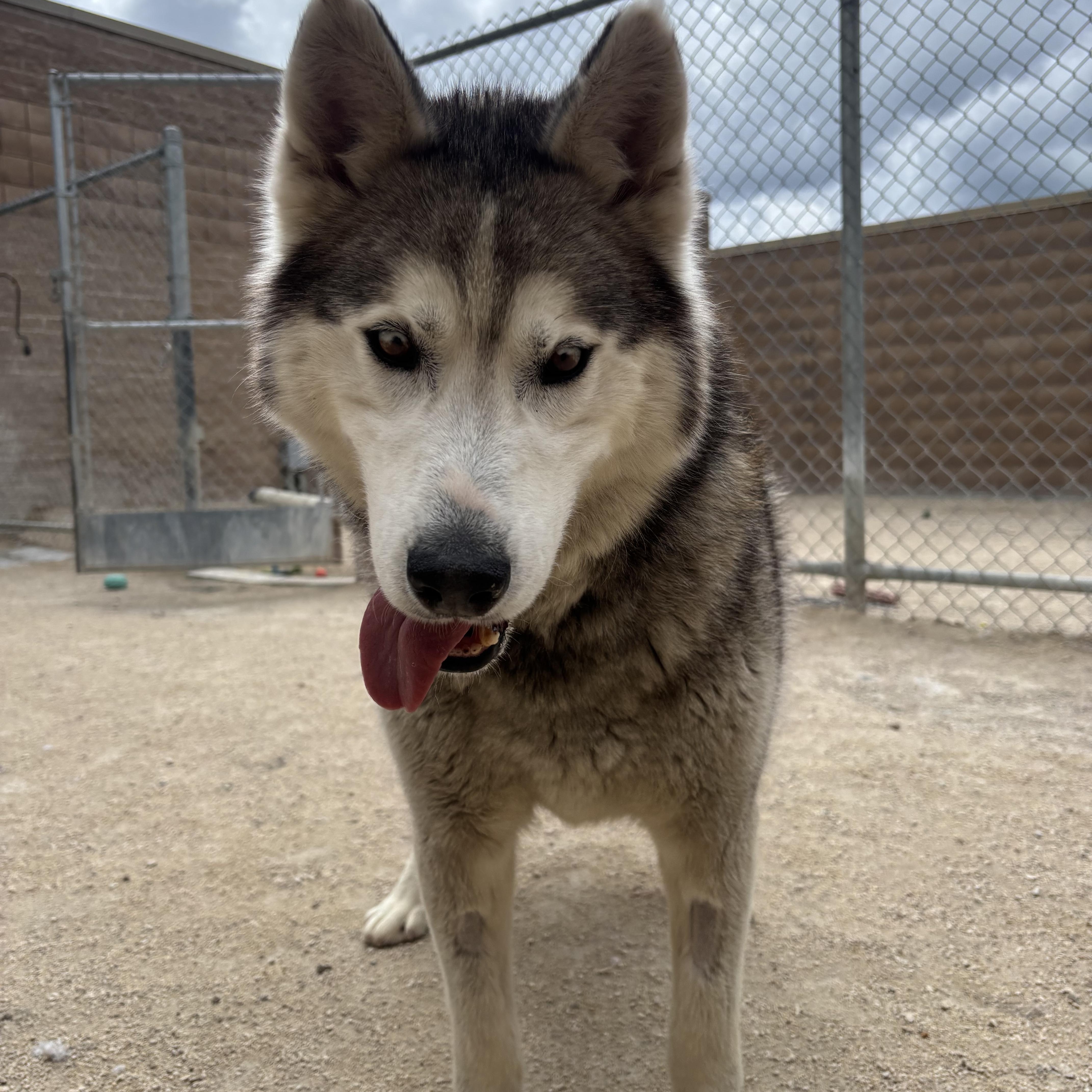 Bear, an adoptable mixed breed in Winnipeg, MB image 3/3