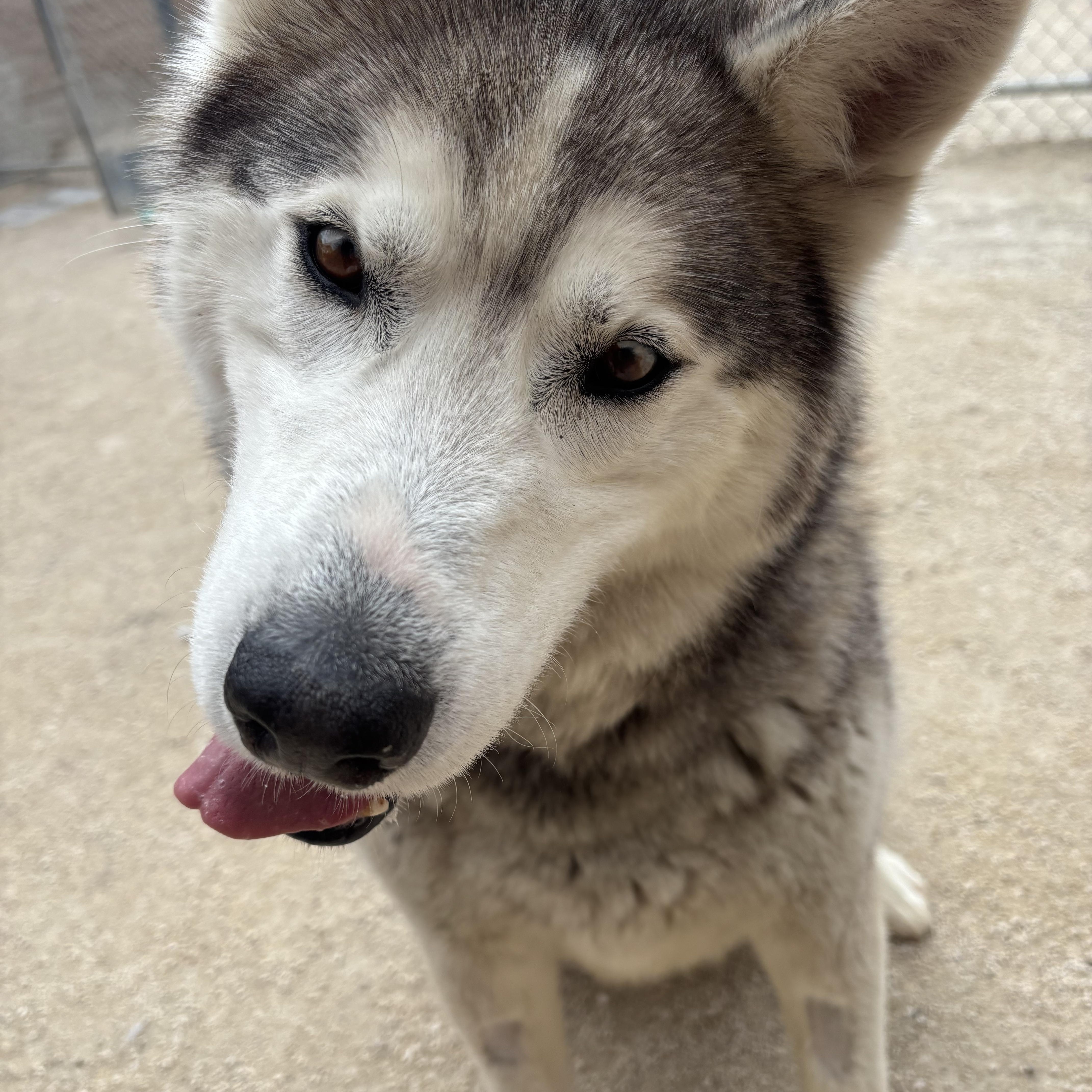 Bear, adoptable, Adult Male Husky.