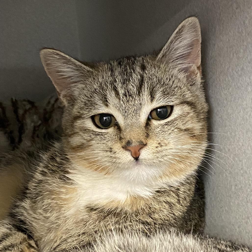 Amanda, Adoptable, Young Female Domestic Short Hair.