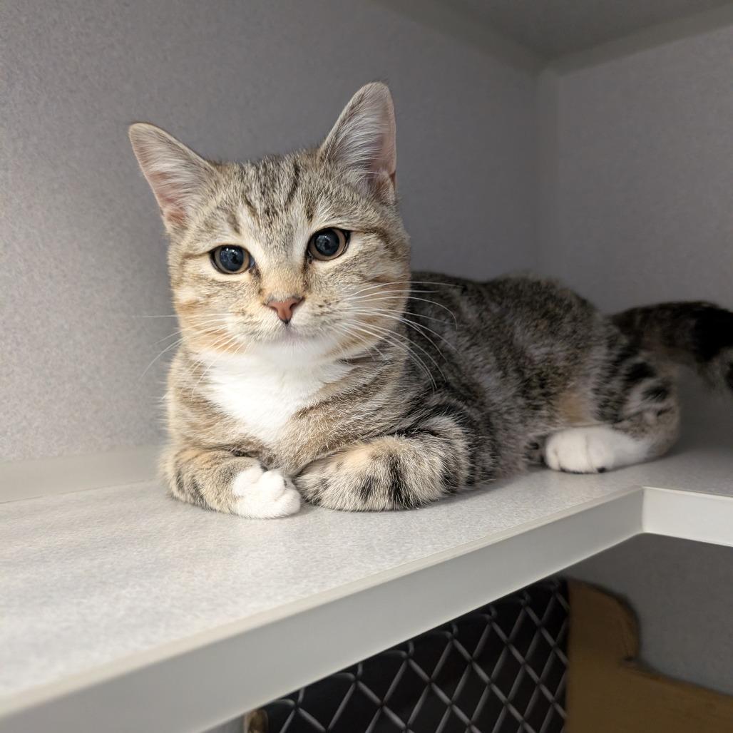 Enlarge Amanda, a Adoptable Domestic Short Hair in Long Beach, CA image 2/6