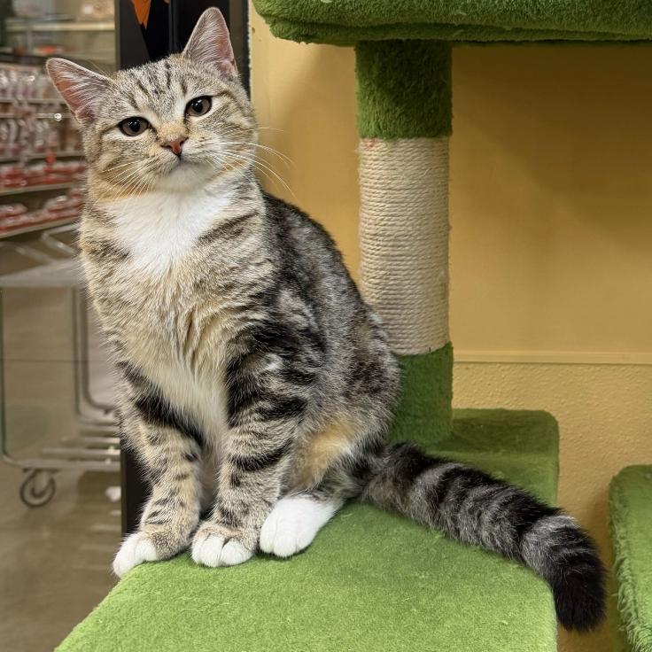 Enlarge Amanda, a Adoptable Domestic Short Hair in Long Beach, CA image 3/6