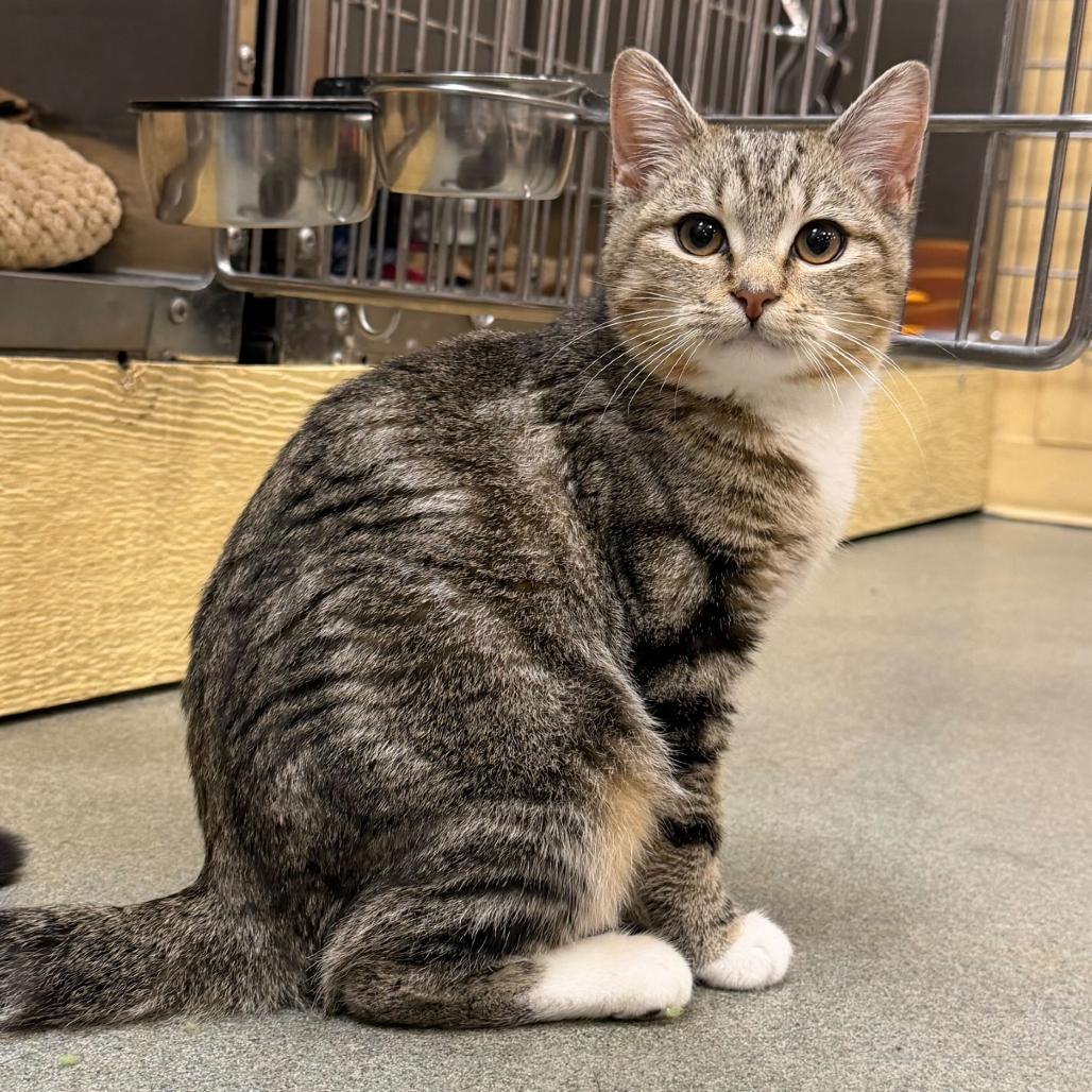 Enlarge Amanda, a Adoptable Domestic Short Hair in Long Beach, CA image 4/6